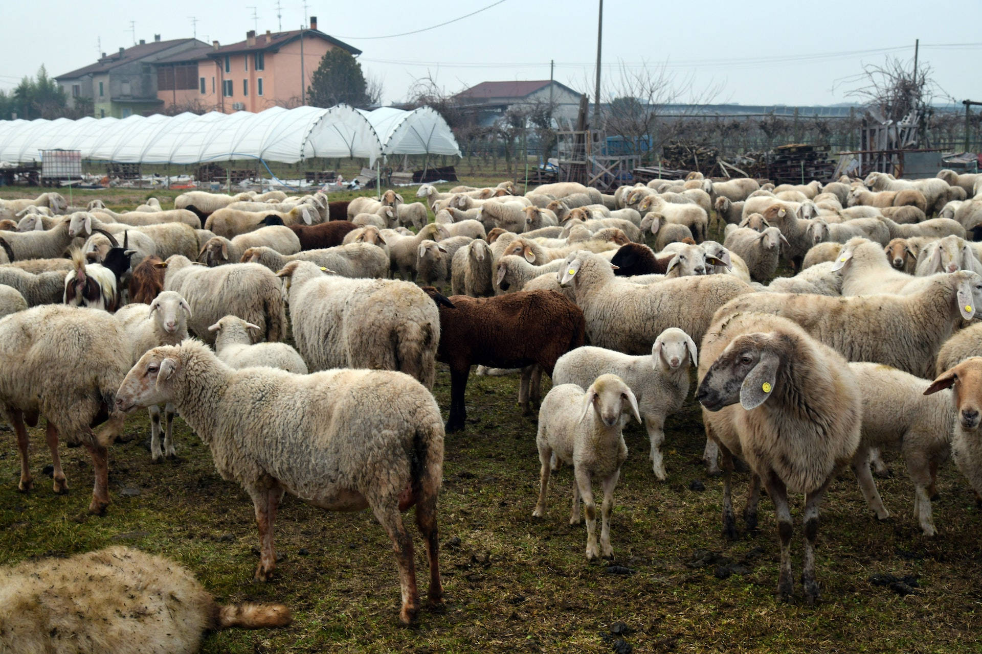 farm animals 桌布 壁紙 — 一大群羊毛綿羊，其中有幾隻深色的，在白色塑料溫室和農場建築附近的泥濘田野中吃草。