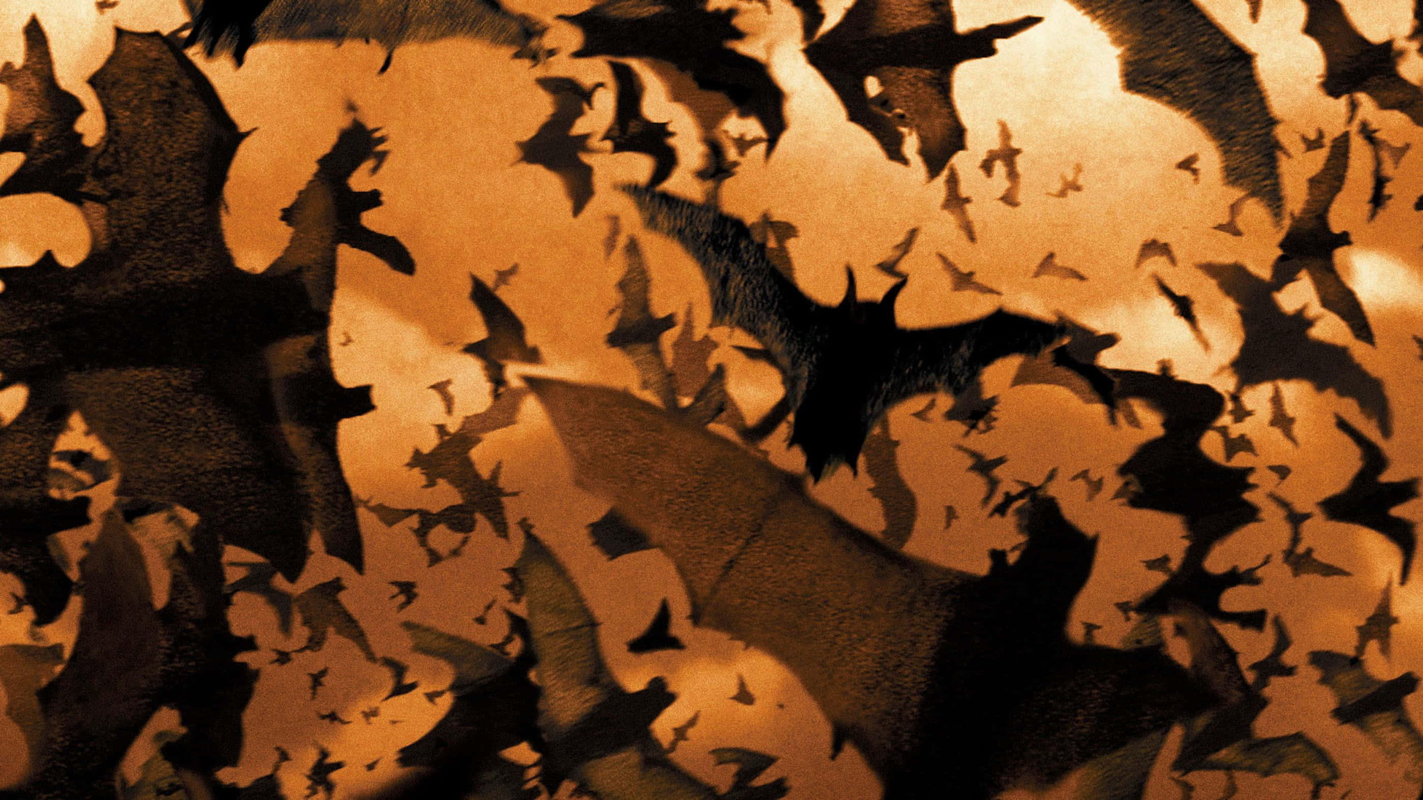 Batman Begins 桌布 壁紙 — 一大群蝙蝠在溫暖的琥珀色天空中飛翔，形成剪影。