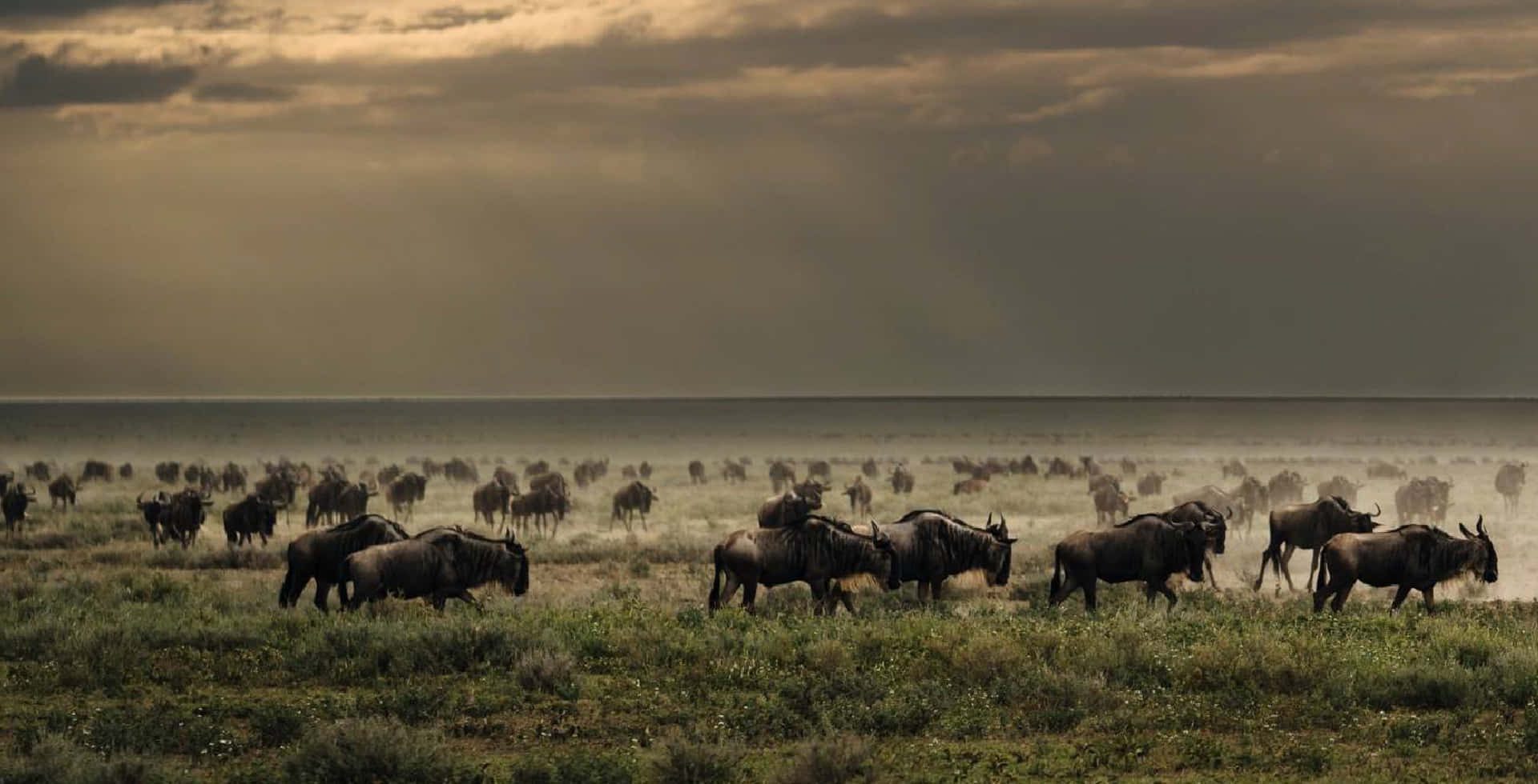 Tanzania 桌布 壁紙 — 一大群角馬在塵土飛揚的稀樹草原上遷徙，背景是帶有暴風雲的戲劇性金色天空。