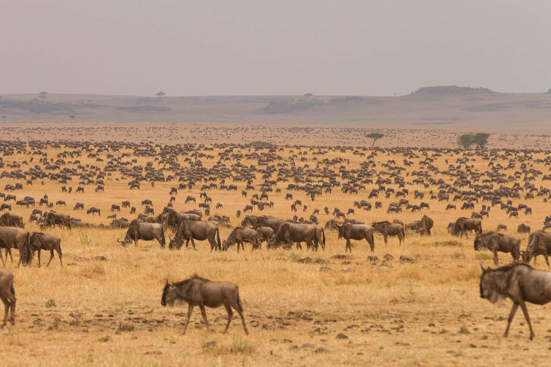 Tanzania 桌布 壁紙 — 一大群角馬在朦朧的天空下穿越乾燥的金色稀樹草原。