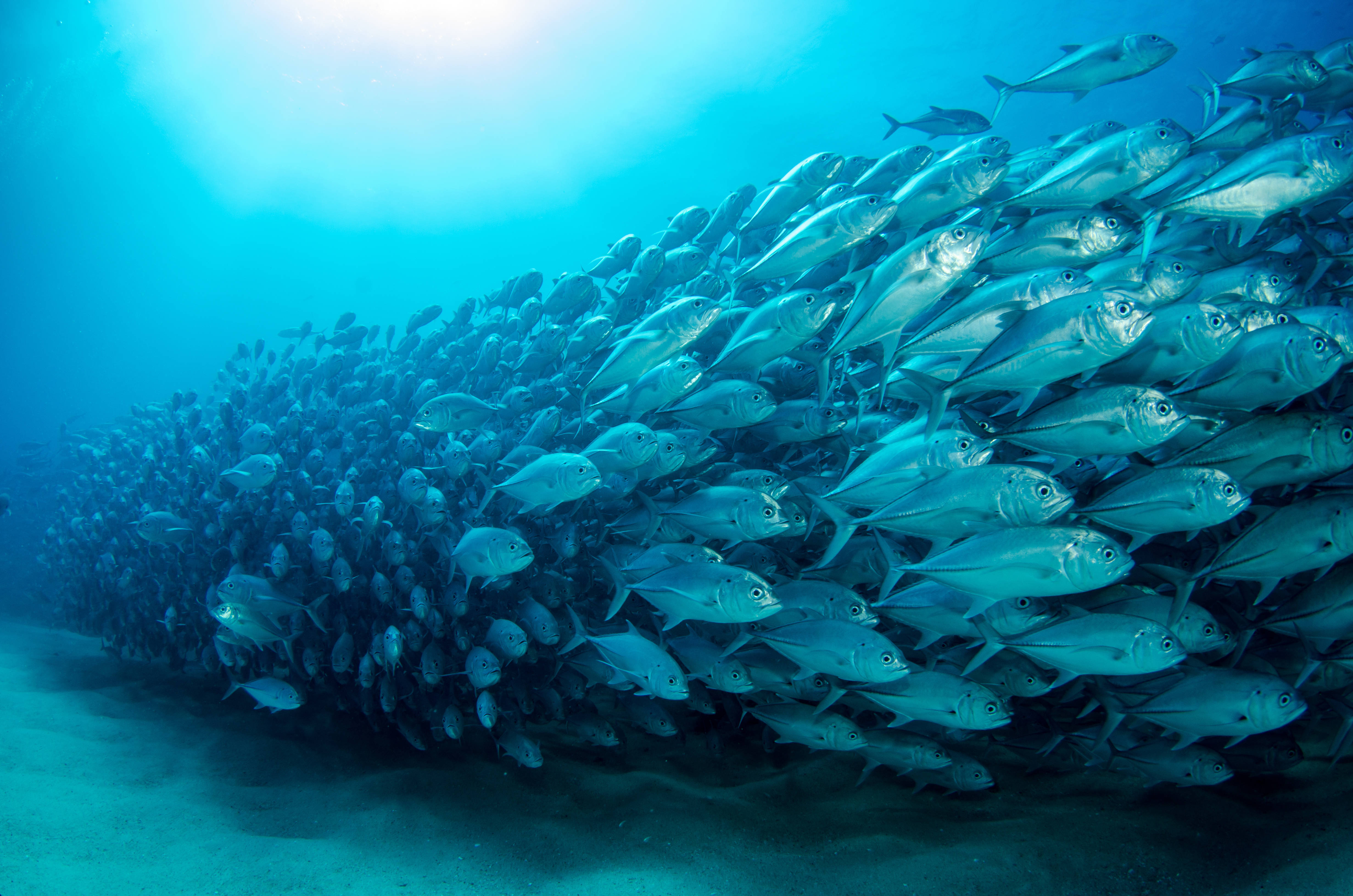 魚 桌布 壁紙 — 一大群銀色魚在明亮的藍色海水下緊密地游動，陽光從上方穿透下來。