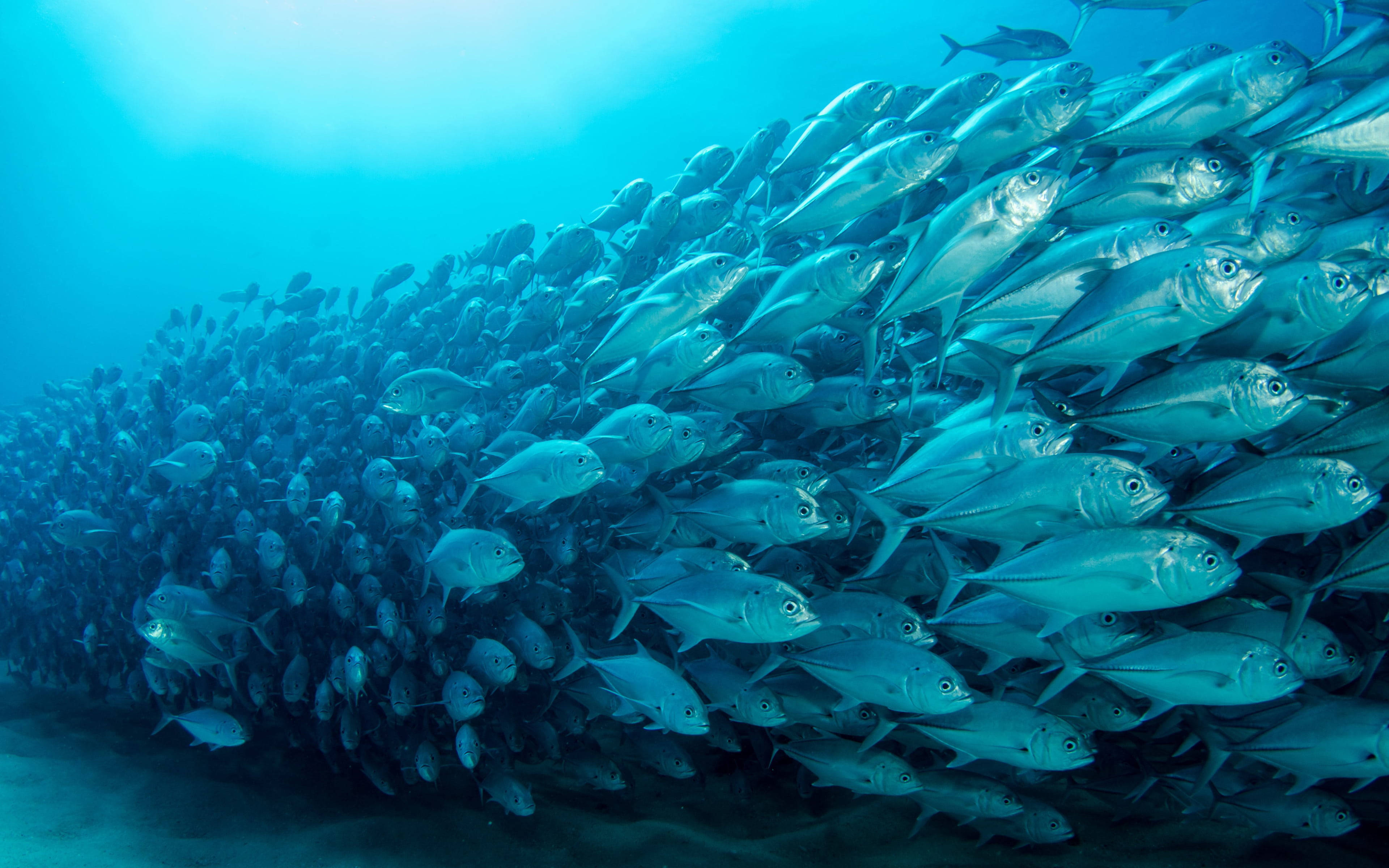 海洋 桌布 壁紙 — 一大群銀色魚在明亮藍色海水下緊密排列游動。