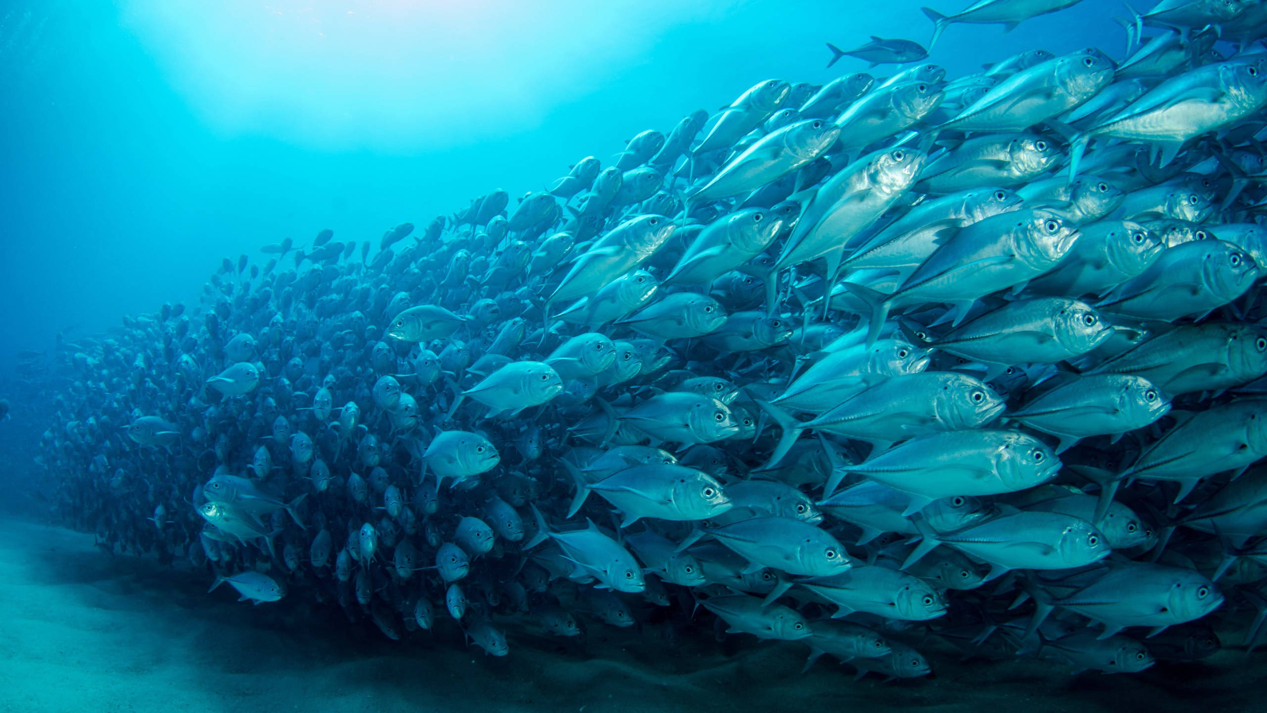 Swimming 桌布 壁紙 — 一大群銀色魚在海床附近清澈的藍色海水中緊密地游動。