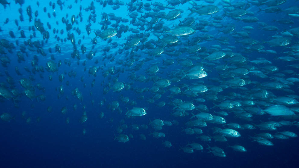 魚 桌布 壁紙 — 一大群銀色魚在深藍色海水中游泳，上方有明亮陽光照射下來。