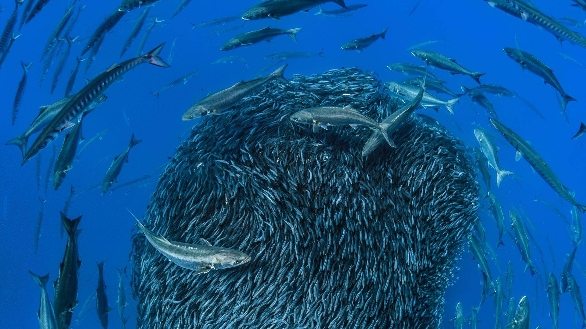 水下動畫 桌布 壁紙 — 一大群銀色魚類在水中旋轉，形成密集而有紋理的雲團，被深藍色海洋中光滑的掠食性魚類包圍。