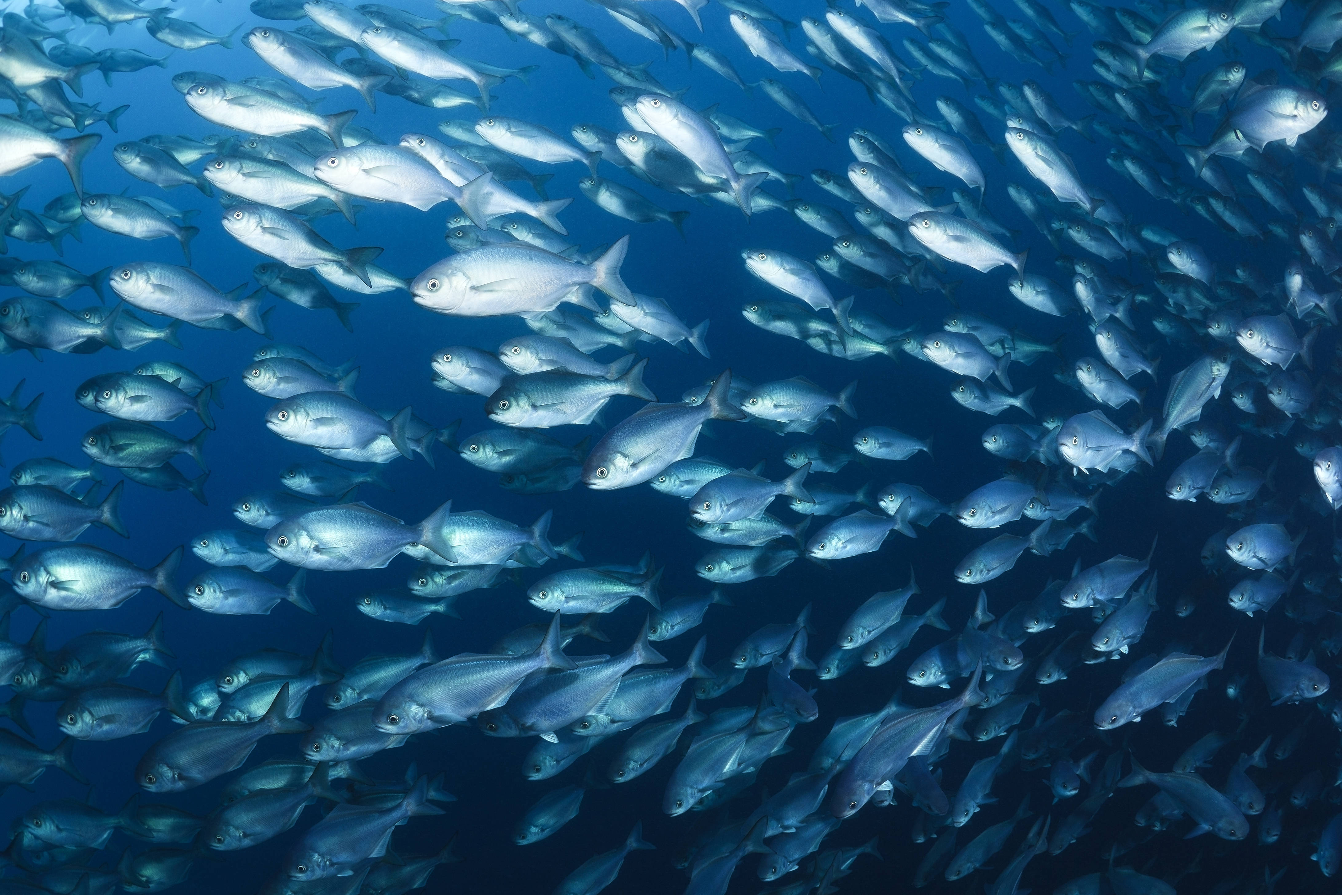 魚 桌布 壁紙 — 一大群銀色魚類在深藍色海洋中同步游動。