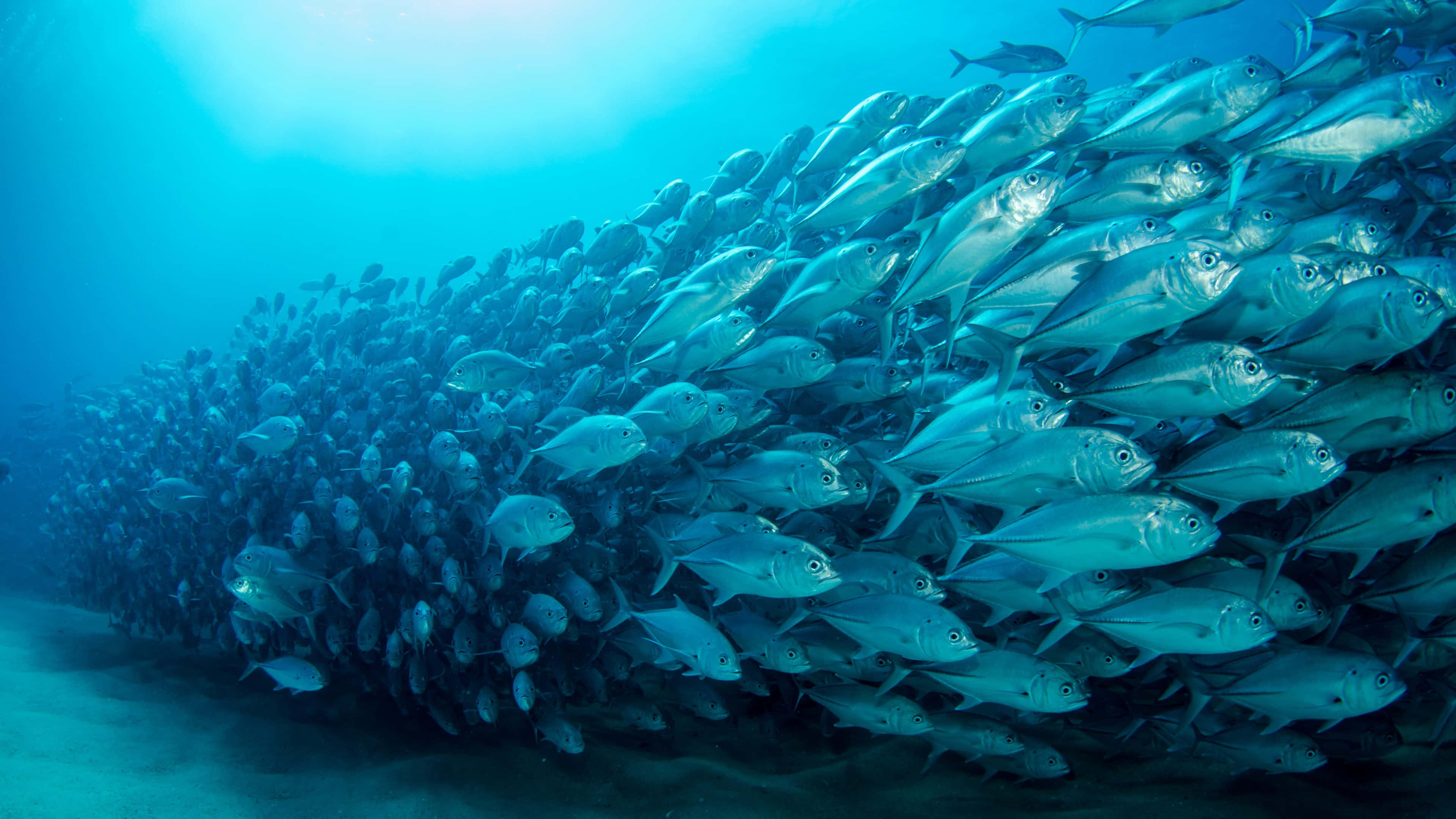4K Fish 桌布 壁紙 — 一大群銀色魚類在清澈的藍色海水中，靠近沙質海床，緊密地游動。