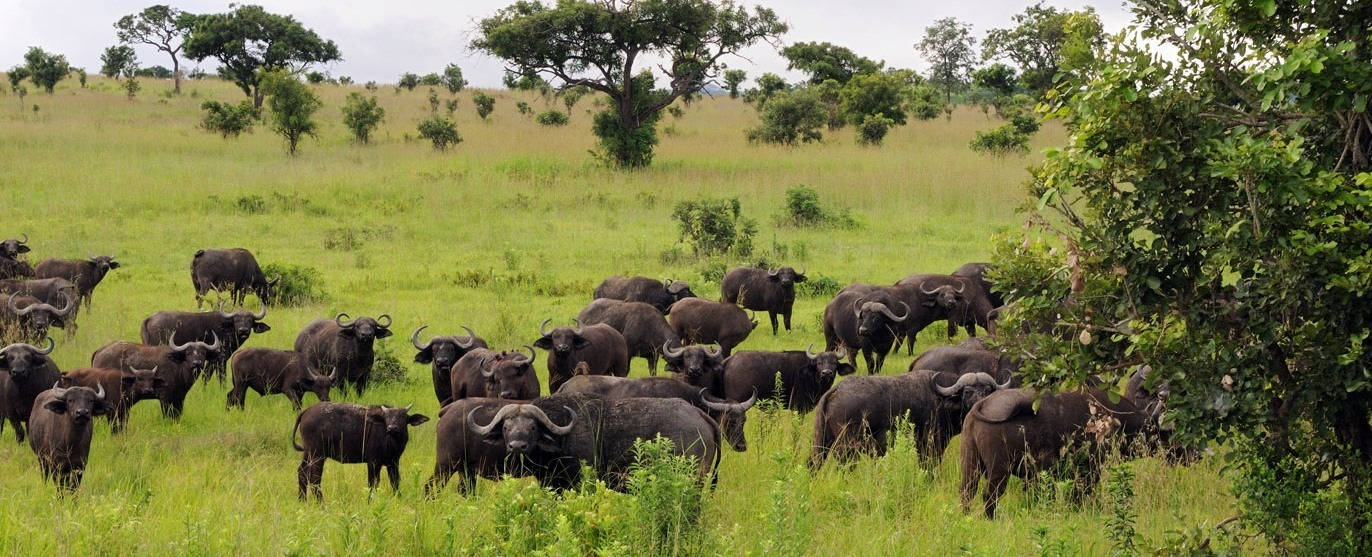 Tanzania 桌布 壁紙 — 一大群非洲水牛在陰天的天空下，在點綴著零星金合歡樹的茂密綠色稀樹草原上吃草。
