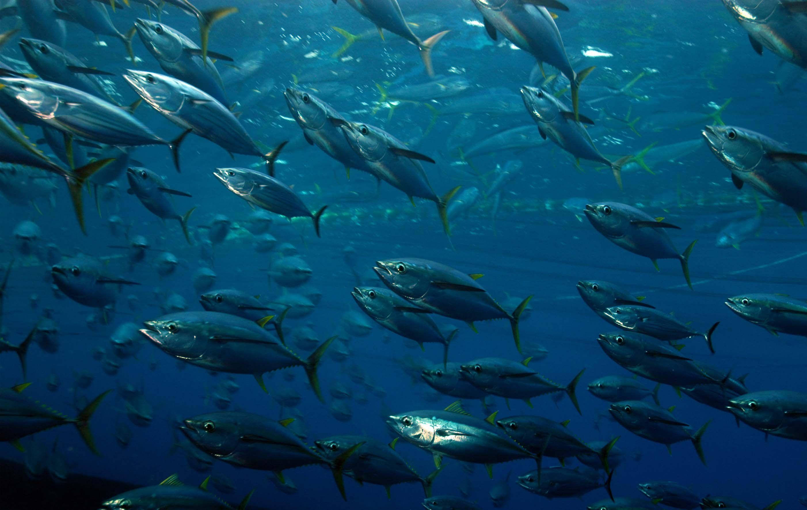魚 桌布 壁紙 — 一大群鮪魚在深藍色的海洋中優雅地游動，它們光滑的銀色身體在陽光照射的深處閃閃發光。