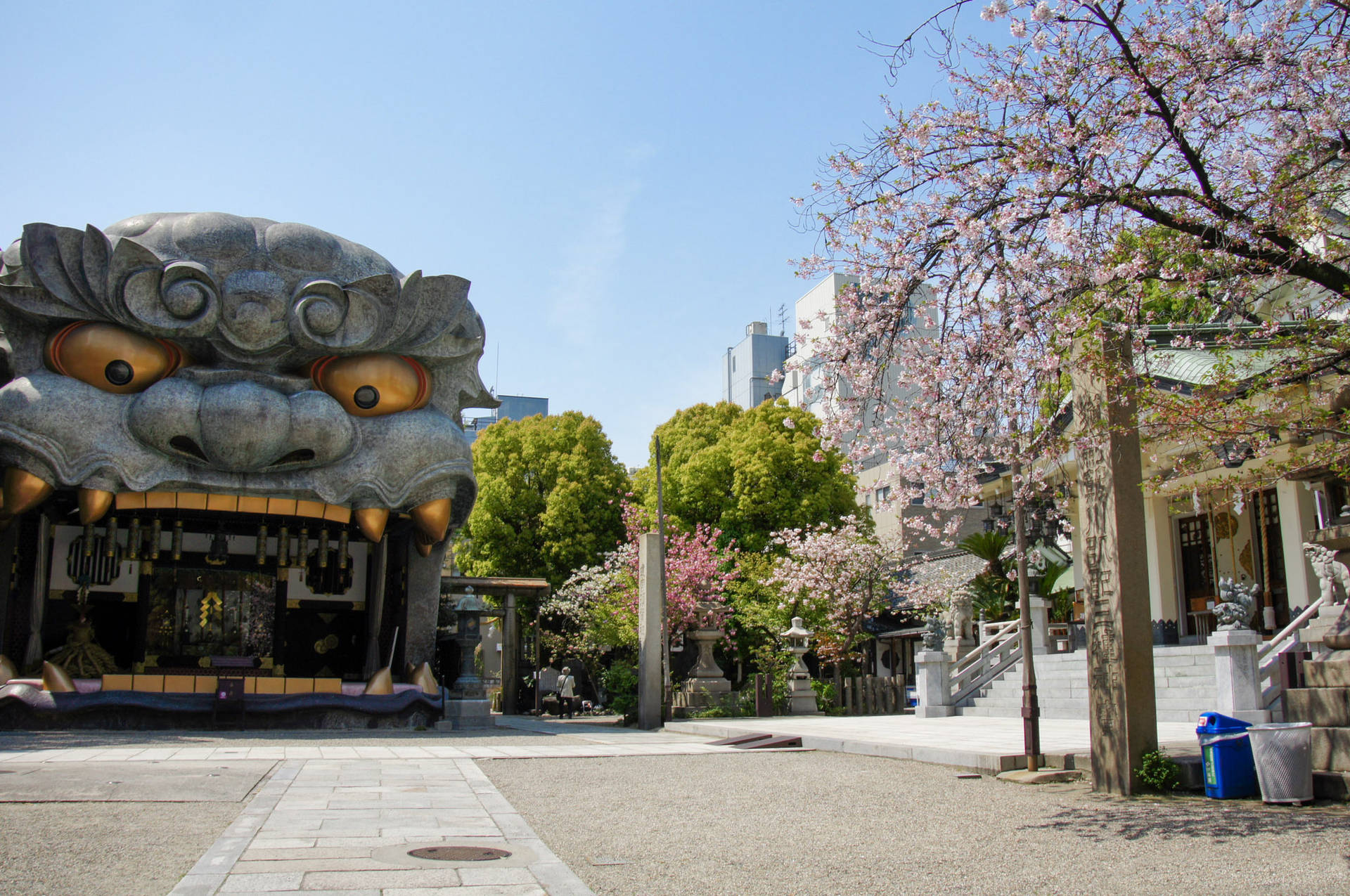 春天櫻花盛開時，日本神社前的石獅子狗守護者。