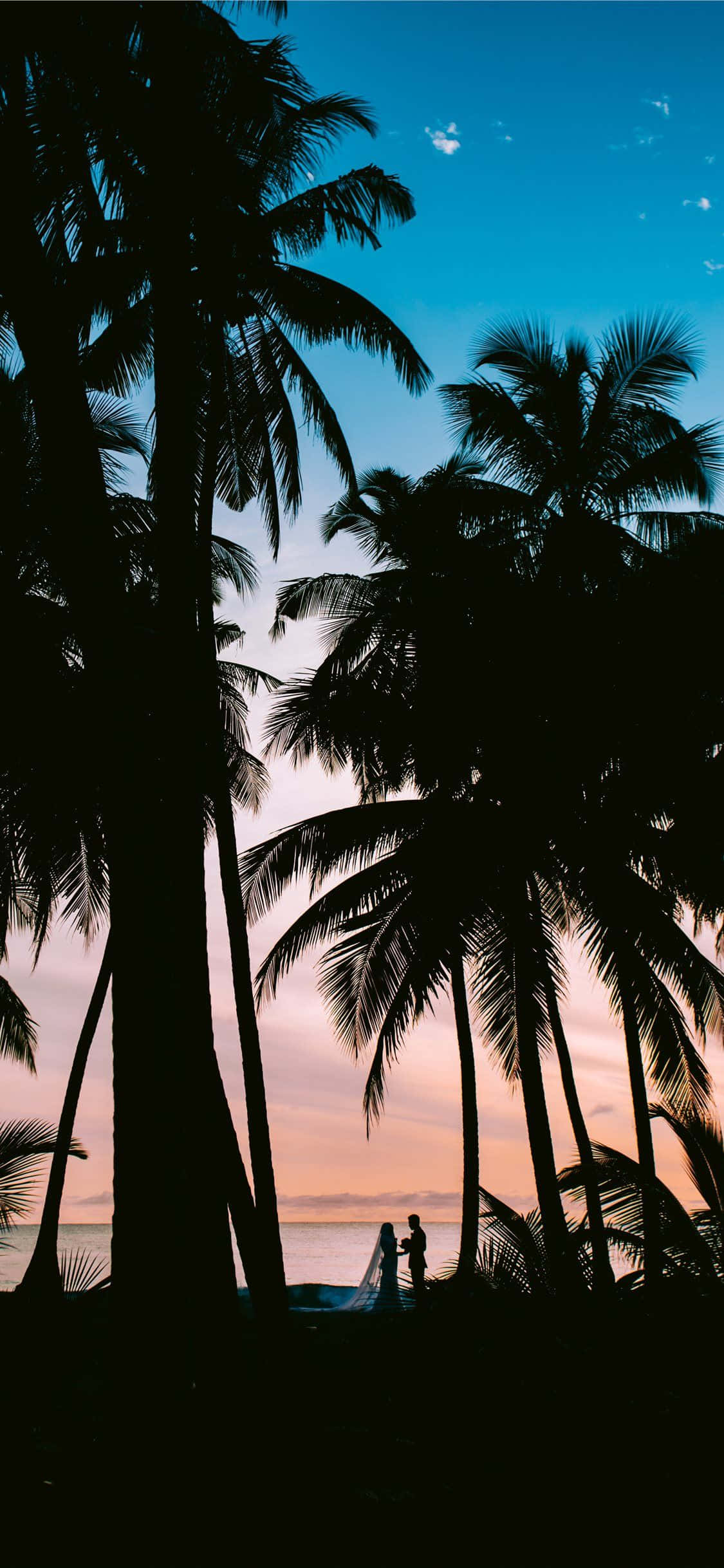 Coconut Tree 桌布 壁紙 — 一對剪影情侶站在棕櫚樹下，在熱帶海灘上欣賞日落，天空色彩繽紛。
