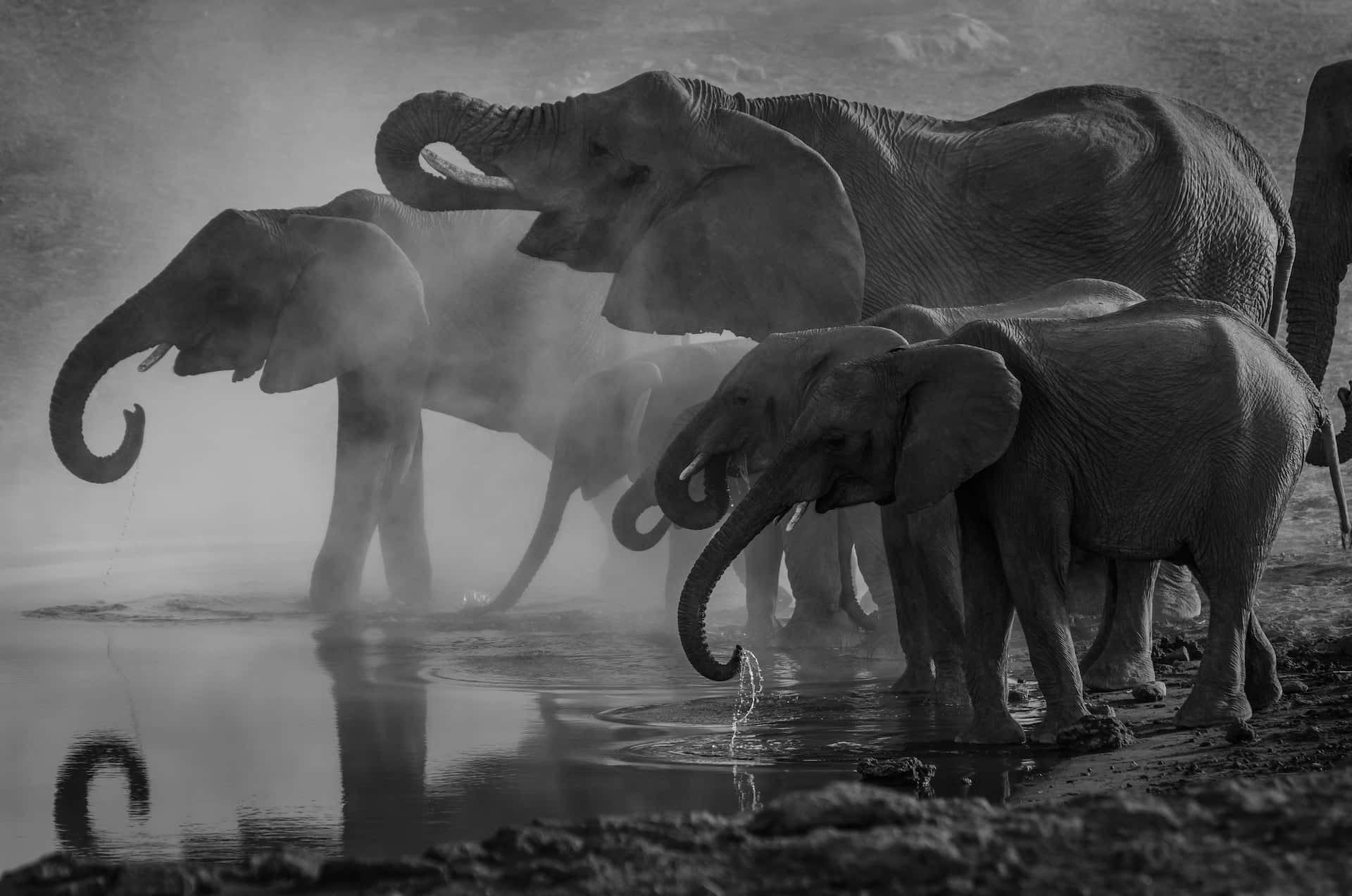 Black And White Animal 桌布 壁紙 — 一對單色的大象家族在霧氣瀰漫的水坑中飲水和玩耍，周圍蒸汽升騰。