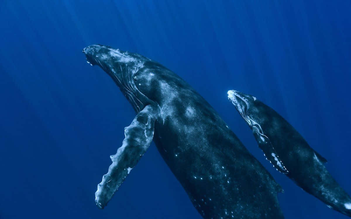 Sperm Whale 桌布 壁紙 — 一對座頭鯨媽媽和寶寶在深藍色的海洋中優雅地滑行，陽光從上方穿透下來。