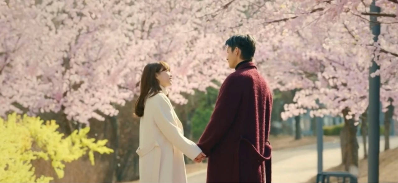 kdrama 桌布 壁紙 — 一對情侶在寧靜的春日公園裡，於盛開的粉紅櫻花樹下牽手。