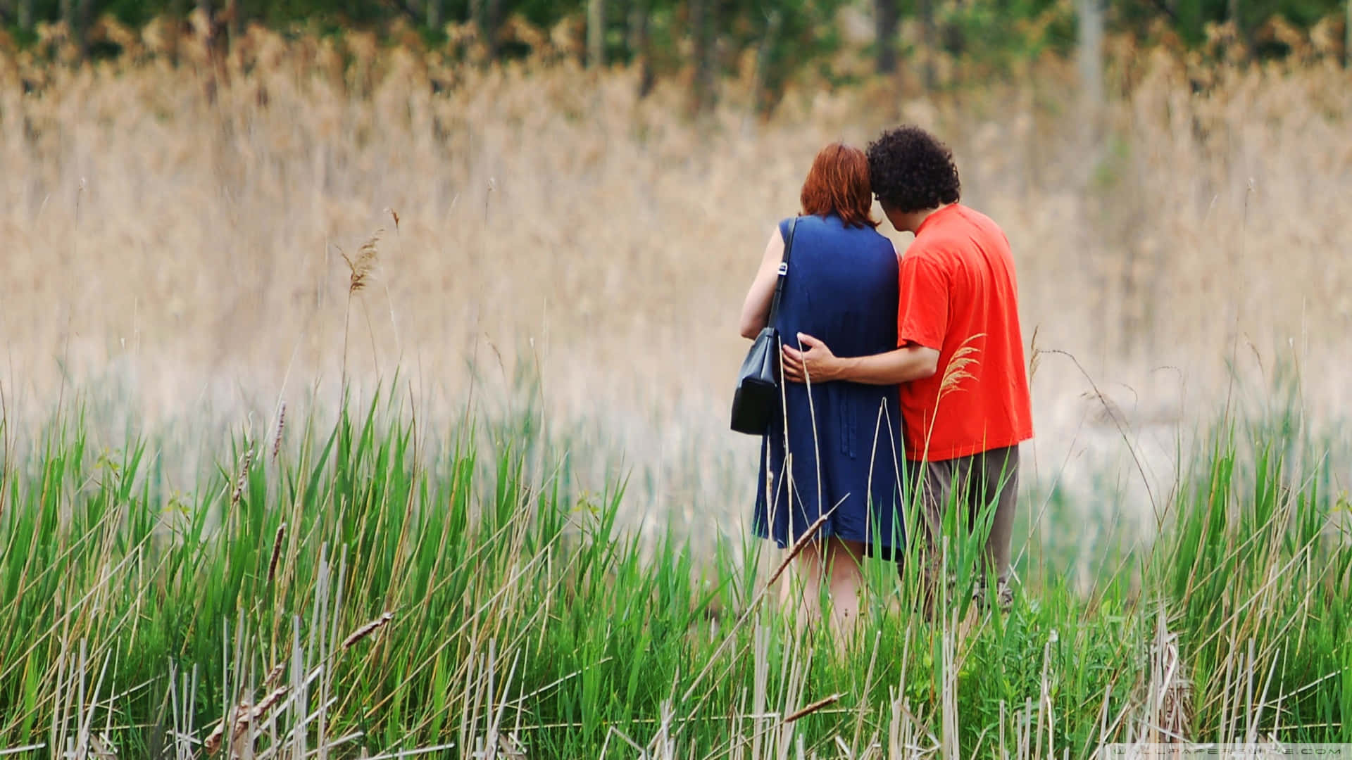 Love Couple 桌布 壁紙 — 一對情侶在柔和的日光下，從後擁抱在一片高大的綠色和金色草叢中。
