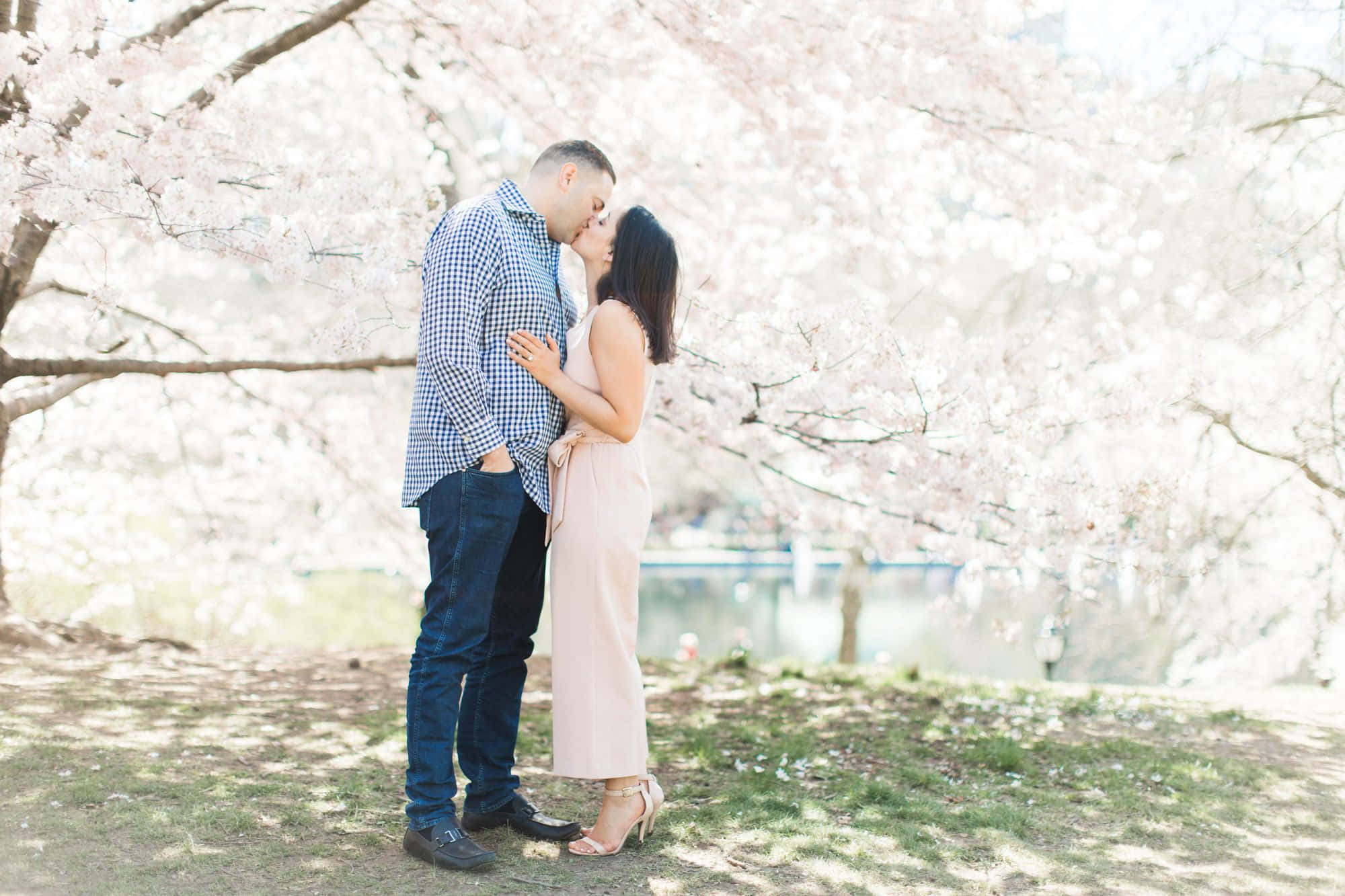 Couples 桌布 壁紙 — 一對情侶在陽光明媚的春日，於盛開的櫻花樹冠下分享溫柔的親吻。