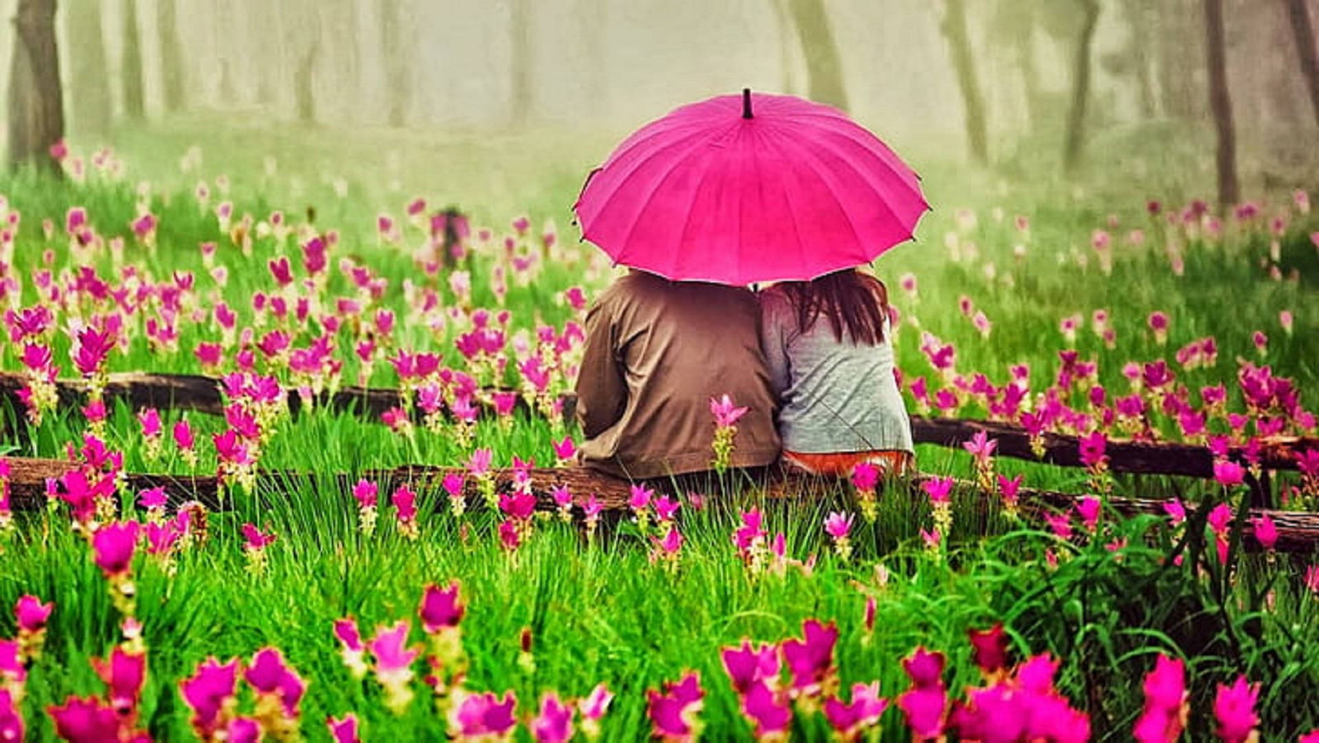 Romantic Love 桌布 壁紙 — 一對情侶在霧氣瀰漫的森林中，坐在粉紅花田的木長椅上，共用一把鮮豔的粉紅雨傘。
