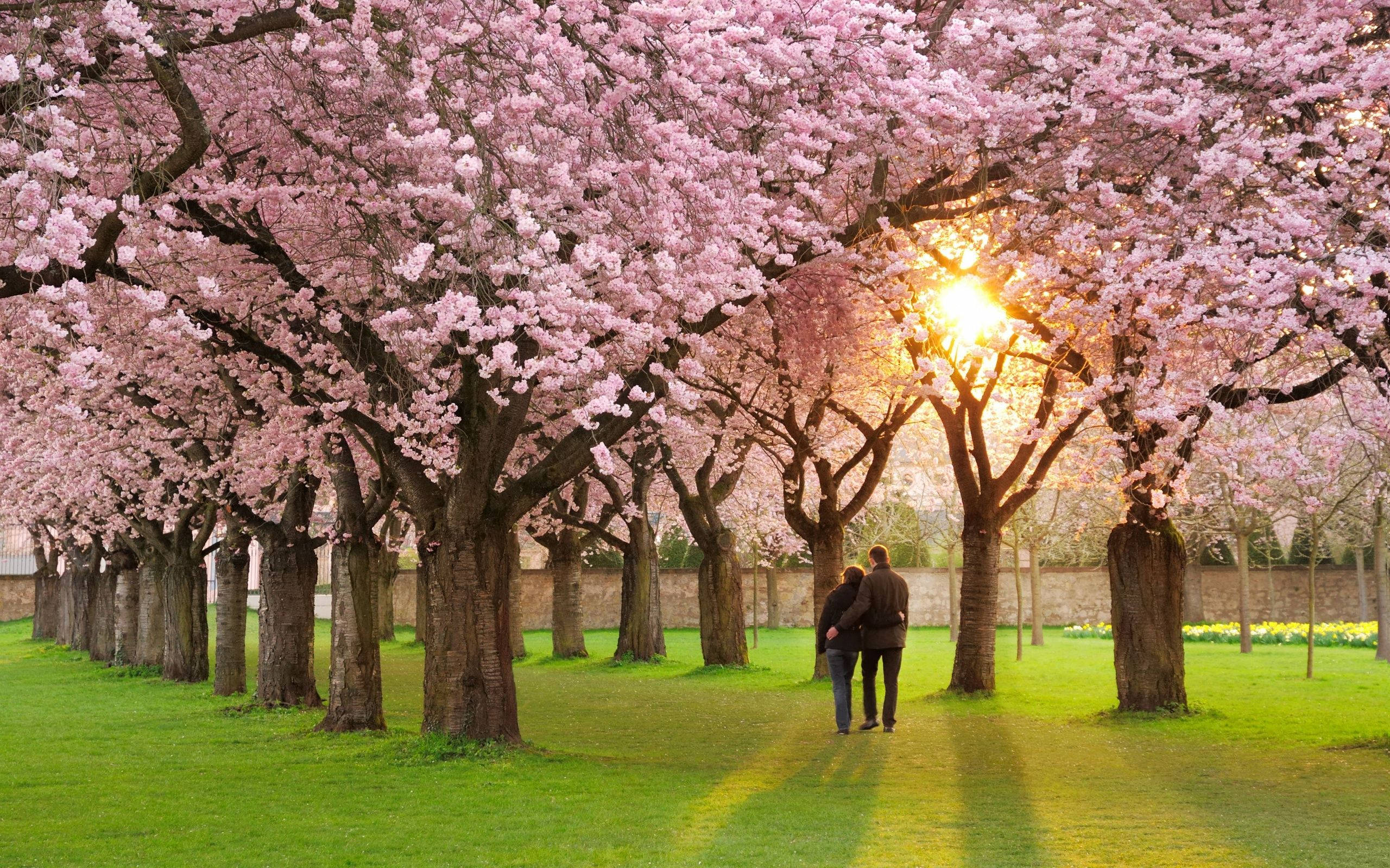 Cherry Blossom Tree 桌布 壁紙 — 一對情侶手牽手漫步在粉紅櫻花樹蔭下，金色夕陽穿過樹枝灑落。