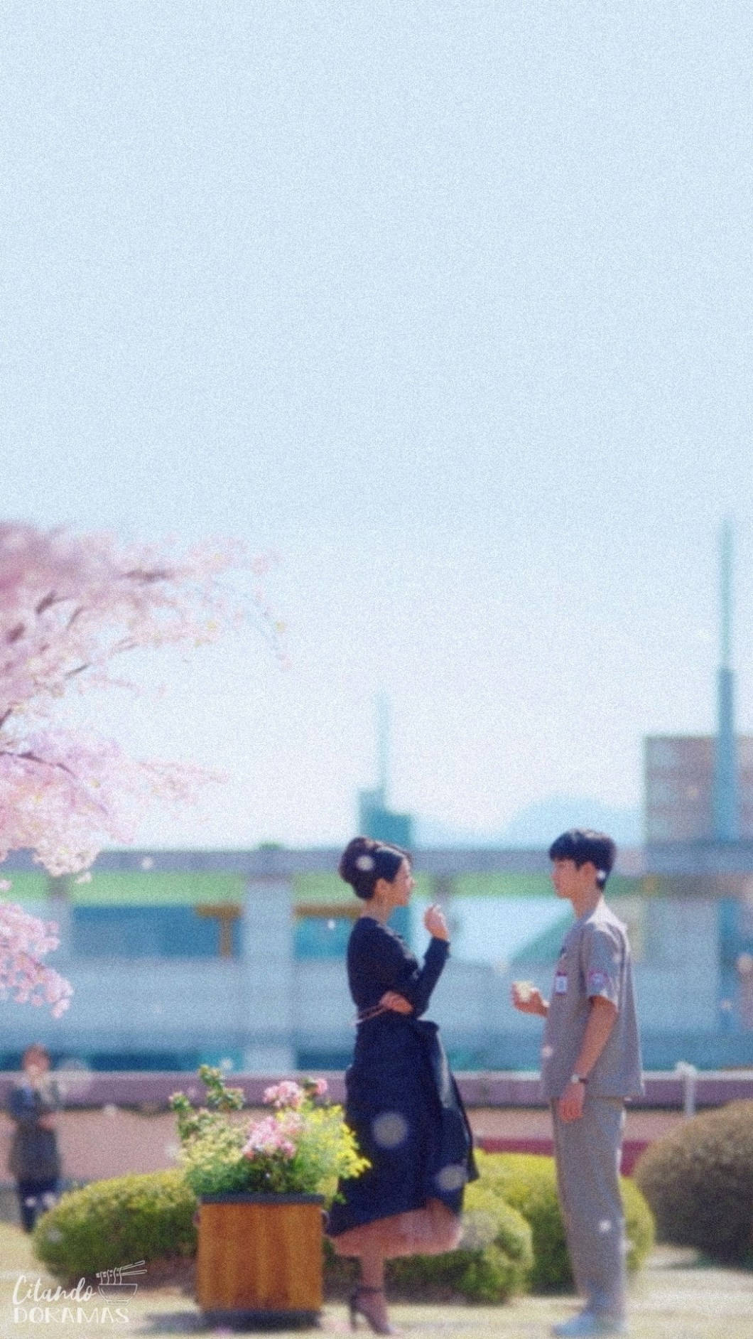 kdrama 桌布 壁紙 — 一對情侶站在陽光普照的公園裡盛開的櫻花下，帶有柔和的粉彩調和輕柔的散景。