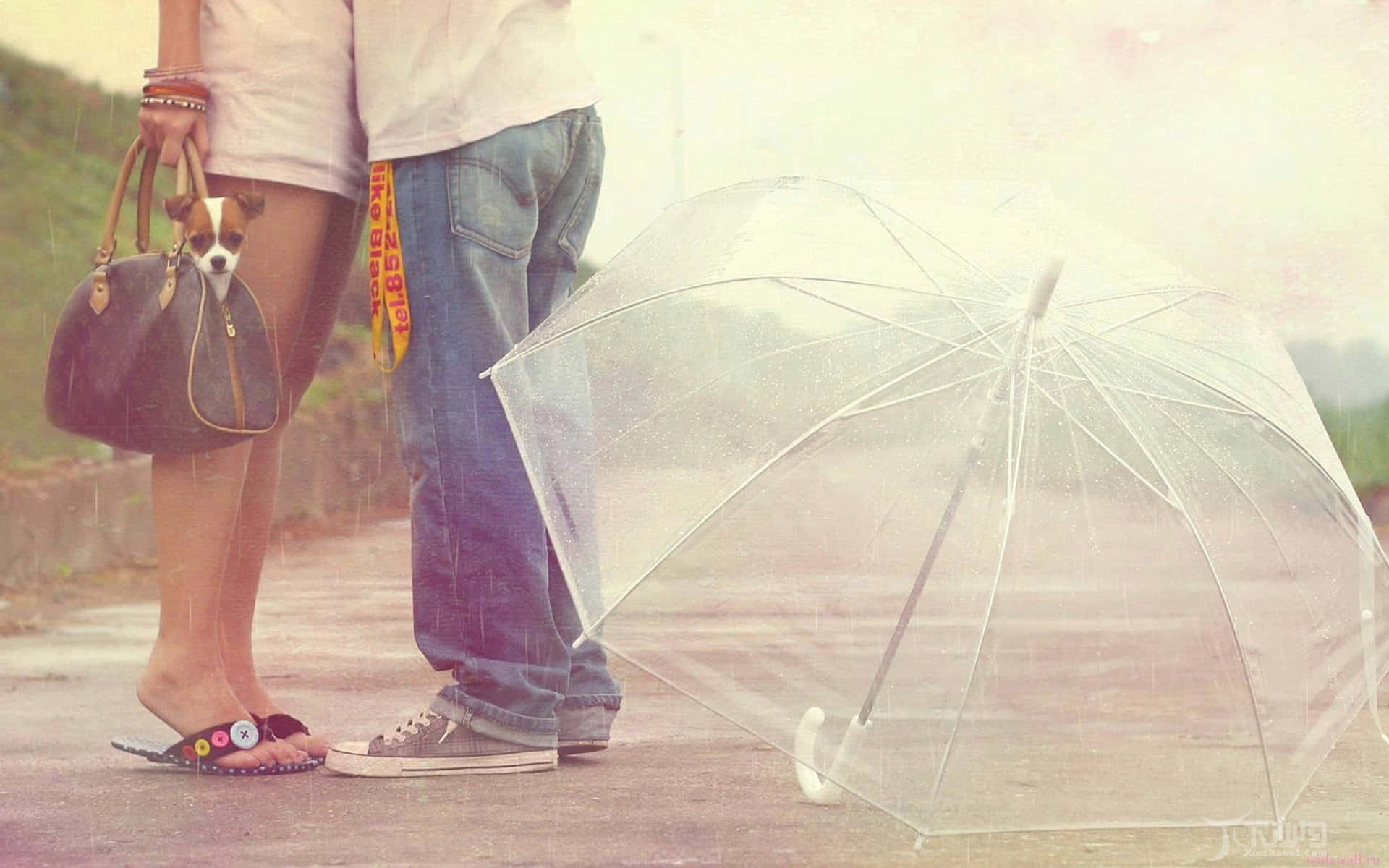 Umbrella 桌布 壁紙 — 一對情侶站在雨中，一隻小狗從手提袋中探出頭來，旁邊有一把透明雨傘，地面濕漉漉。