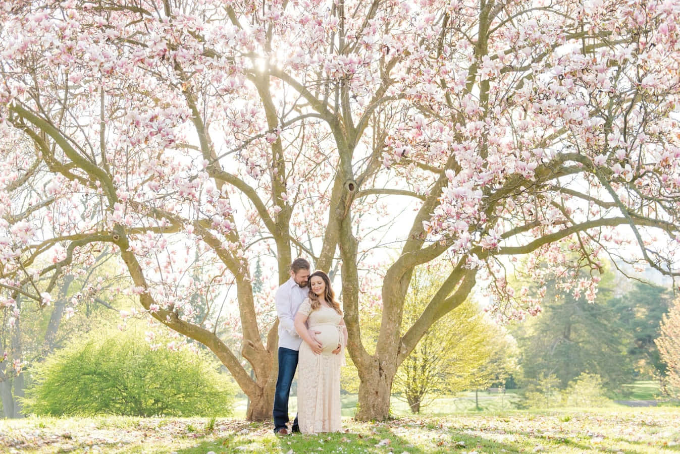 Spring Family 桌布 壁紙 — 一對懷孕夫婦在盛開的粉紅色木蘭樹下擁抱，陽光穿過花瓣灑落。