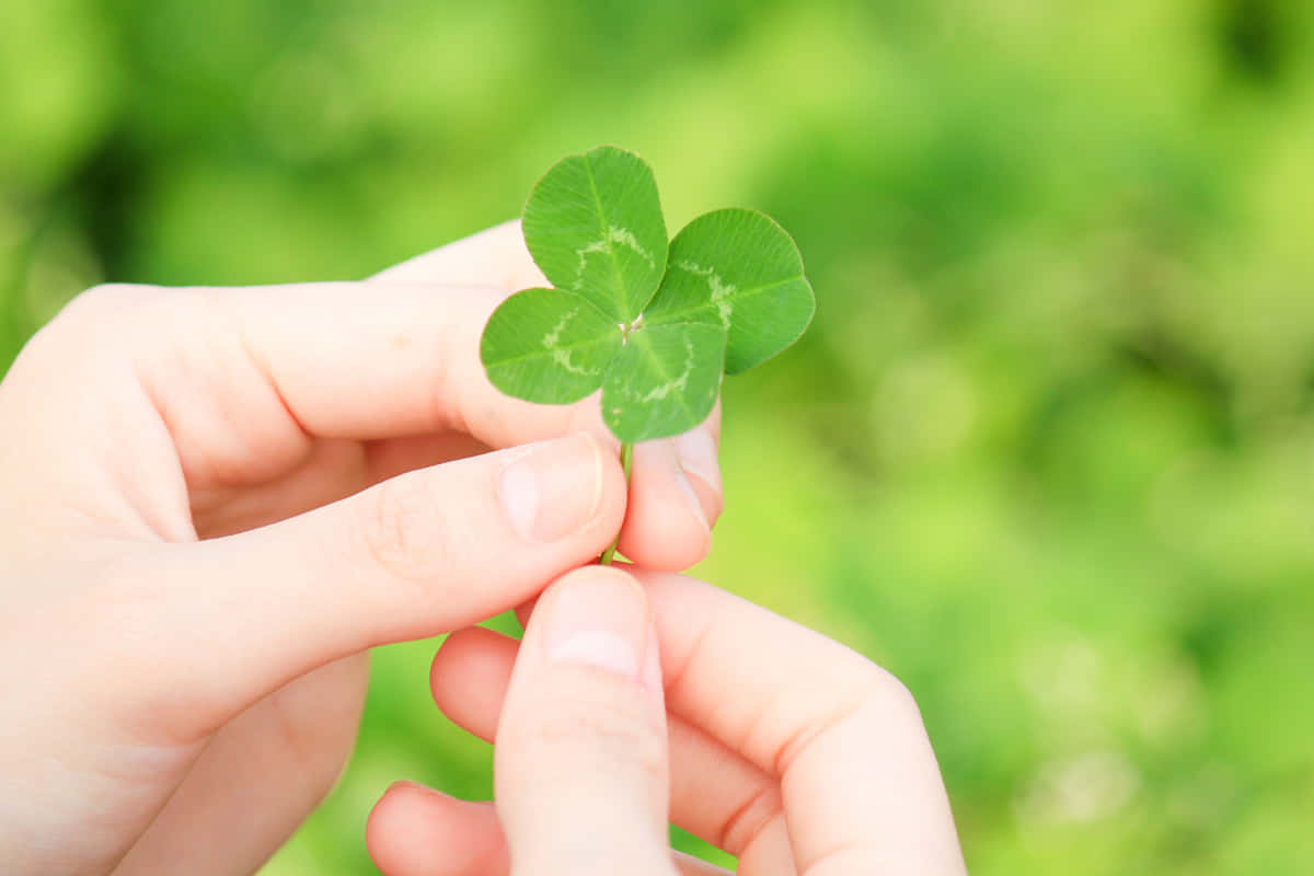 Four Leaf Clover 桌布 壁紙 — 一對手輕輕地拿著一片充滿活力的綠色四葉草，背景是柔和模糊的草地。
