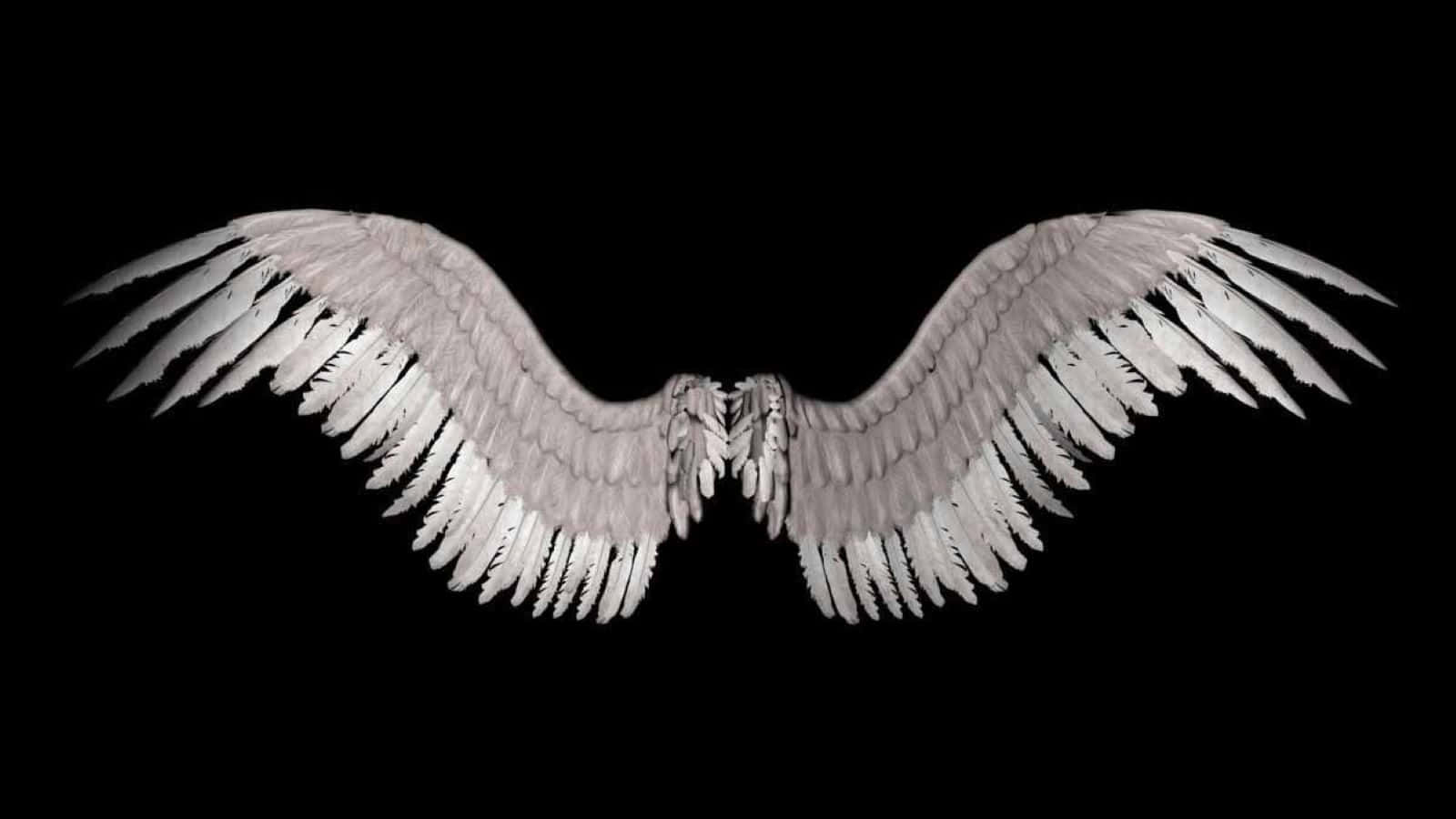 Lucifer Wings 桌布 壁紙 — 一對精緻的白色天使翅膀在純黑色背景上展開。