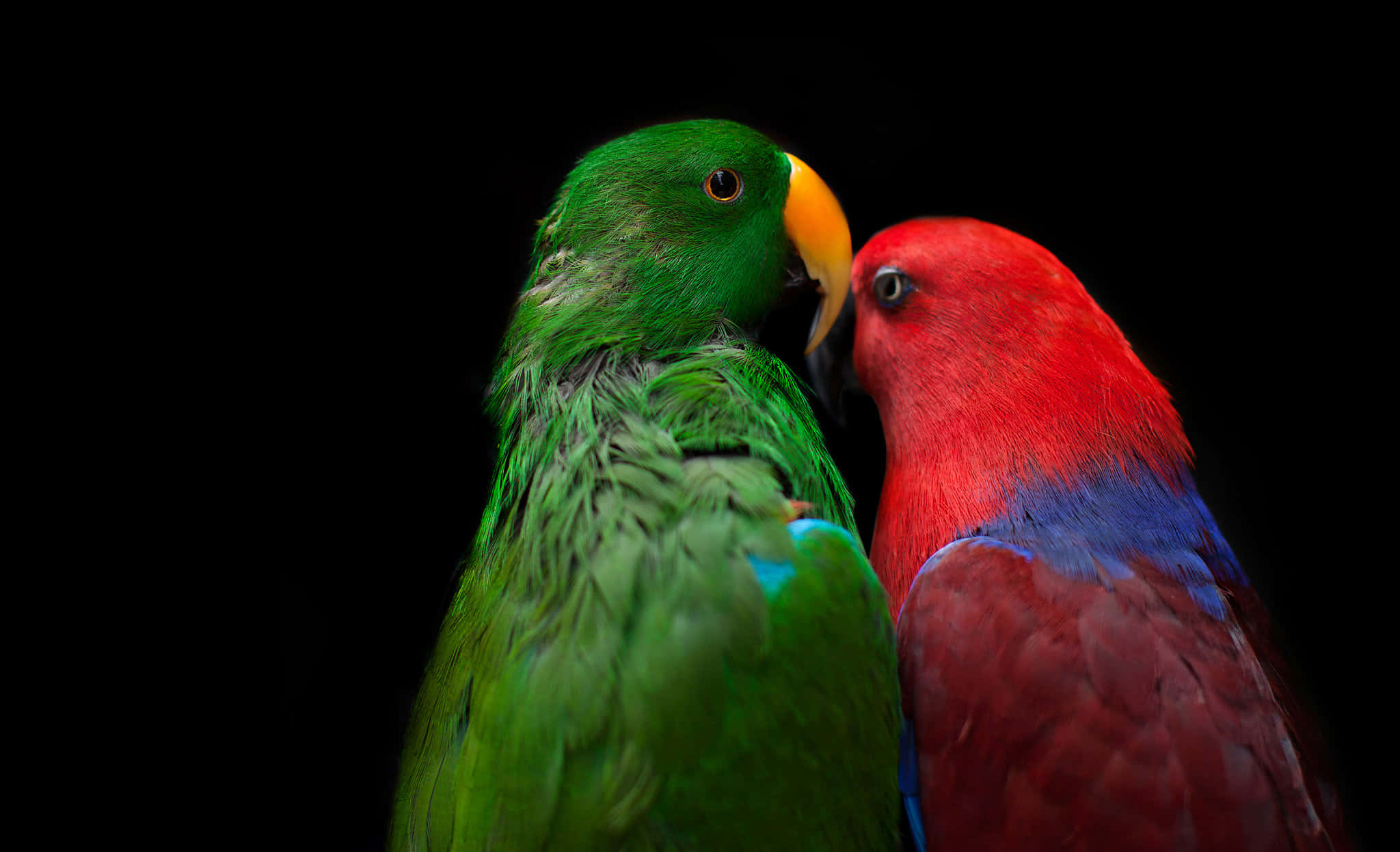 parrot 桌布 壁紙 — 一對鮮綠色和紅色的鸚鵡在純黑色背景上親暱地依偎。