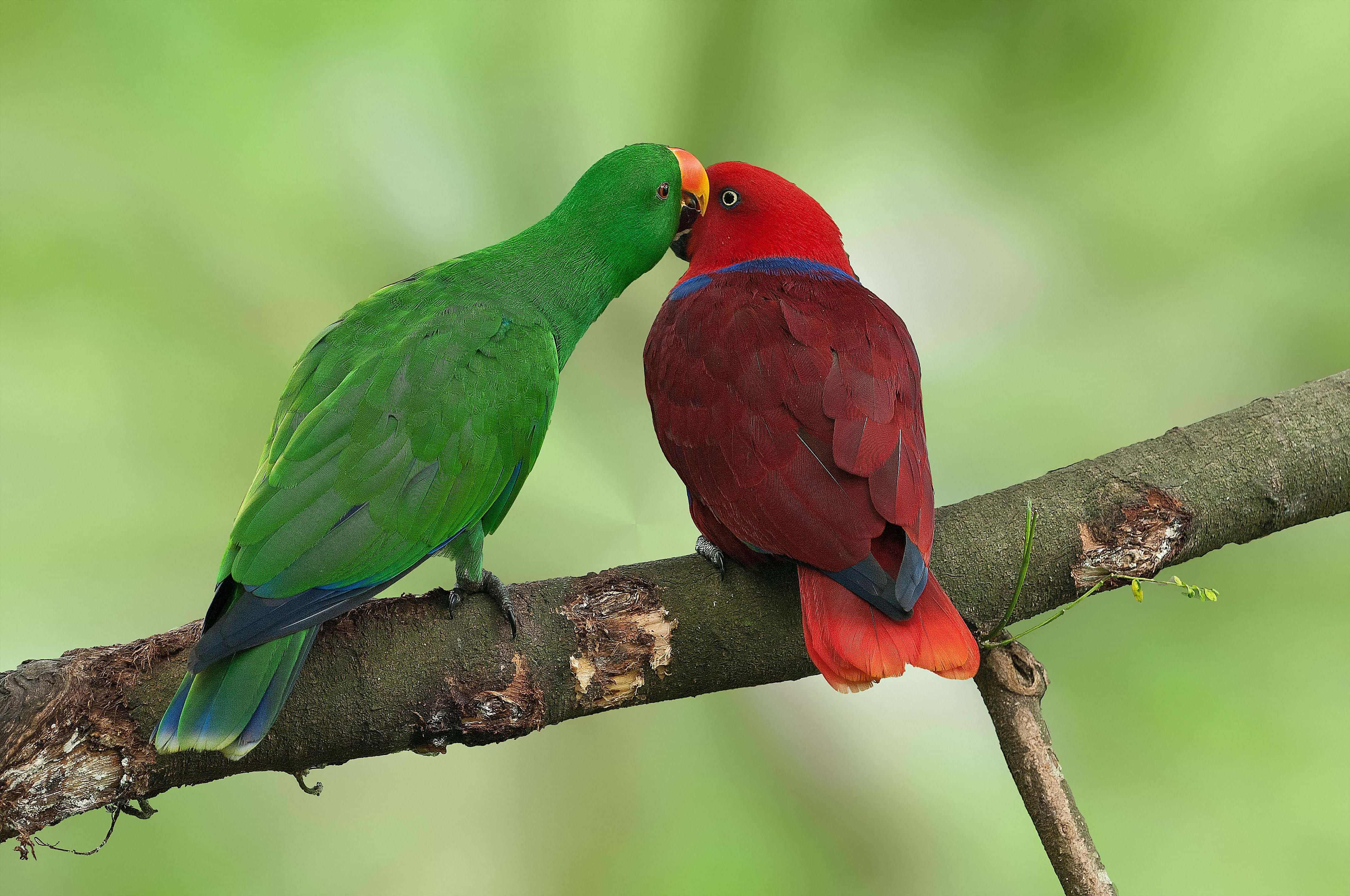parrot 桌布 壁紙 — 一對鮮豔的綠色和紅色鸚鵡在長滿苔蘚的樹枝上輕輕依偎，背景是柔和模糊的綠色。