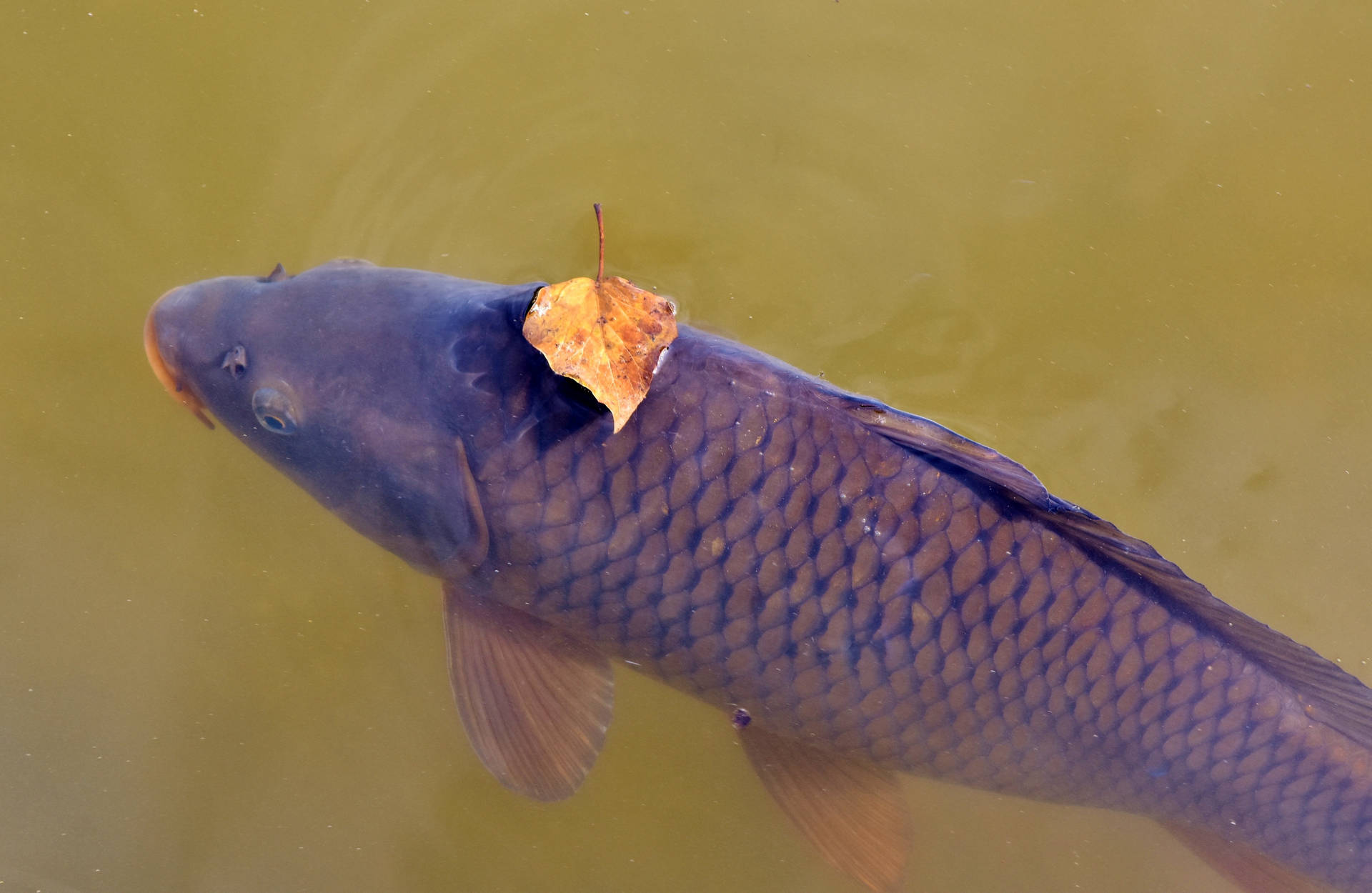 Lake 桌布 壁紙 — 一尾深色鱗片的鯉魚近距離特寫，在渾濁的綠色水中靠近水面游動，背上一片秋葉。