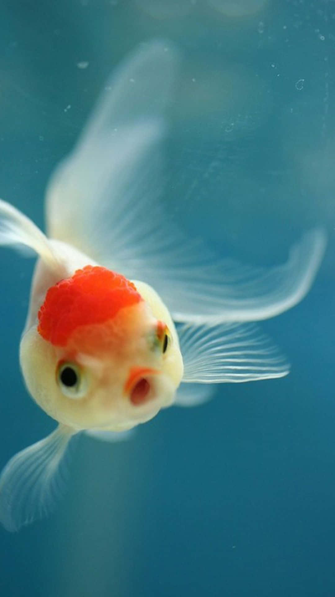 Koi Fish 桌布 壁紙 — 一尾白色和橙色的花式金魚在清澈的藍色水中優雅地游動，魚鰭飄逸的特寫。