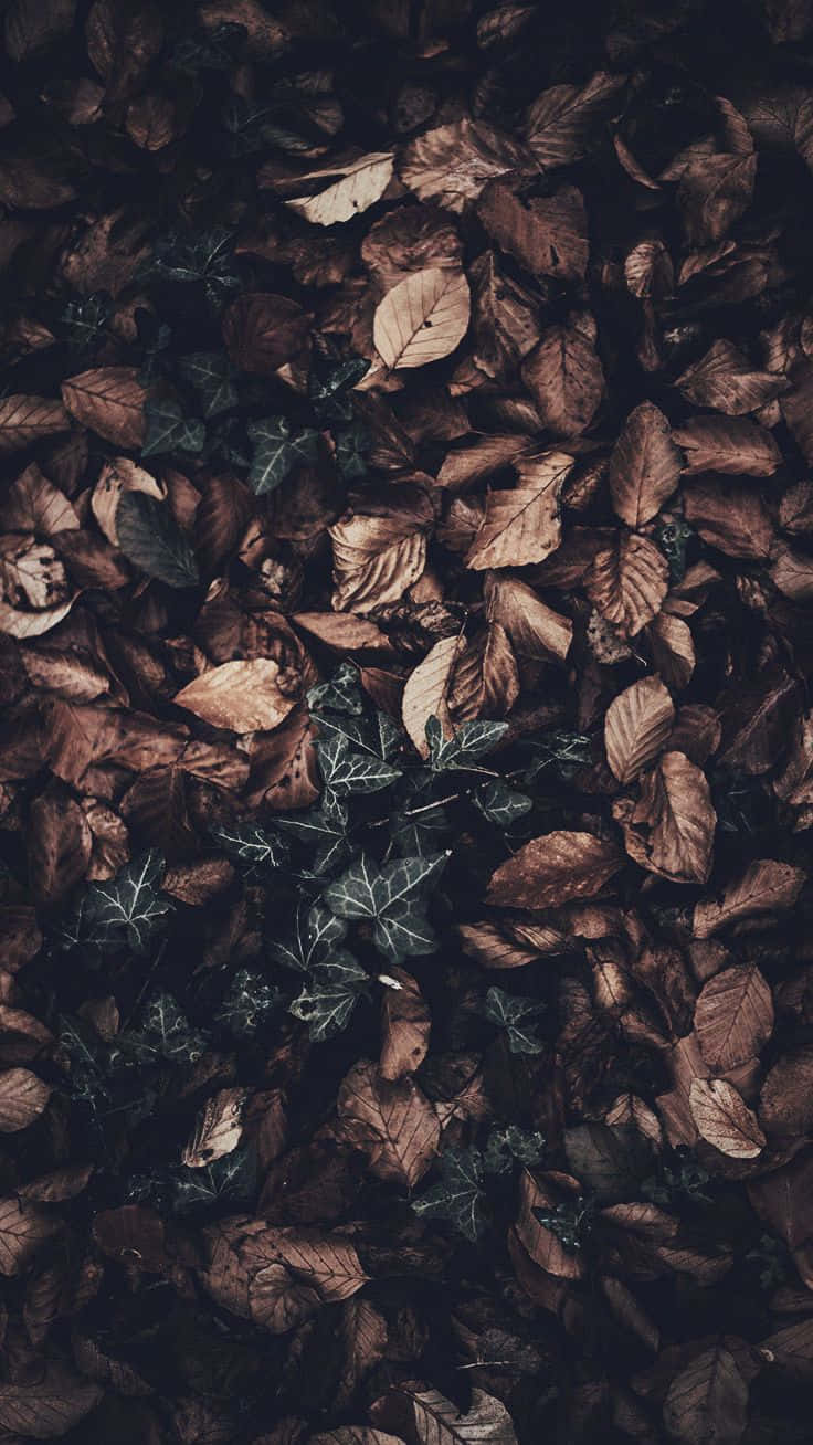 秋季 iPhone 桌布 壁紙 — 一層厚厚的棕色落葉地毯，深綠色常春藤在陰鬱的森林地面中探出頭來。