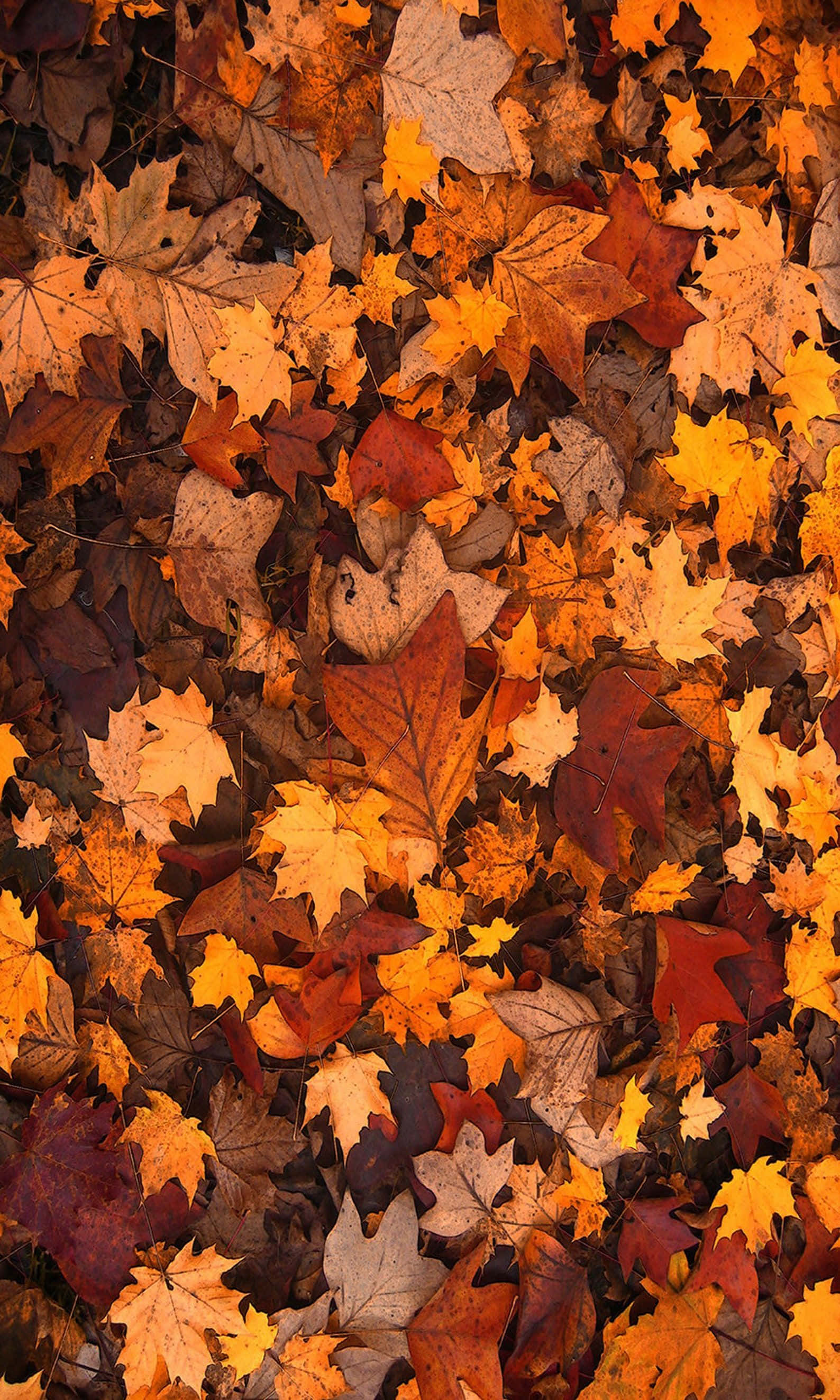 Pretty Fall 桌布 壁紙 — 一層厚厚的秋天楓葉地毯，以火紅橙和金黃色調覆蓋地面。