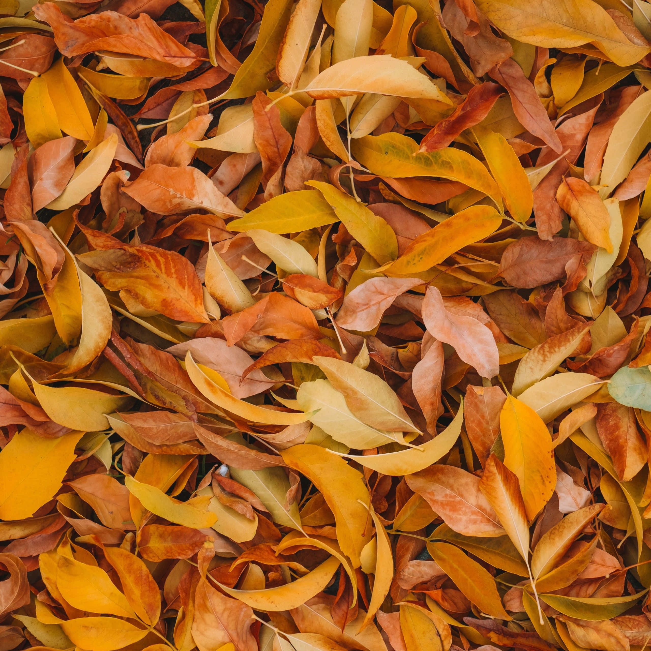 Brown Leaves 桌布 壁紙 — 一層厚厚的秋葉地毯，以溫暖的橙色、黃色和棕色調覆蓋地面。