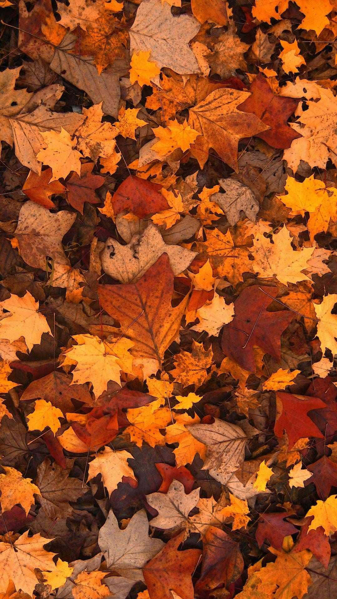 Cute Autumn iPhone 桌布 壁紙 — 一層厚厚的落葉楓葉，呈現火紅的橙、紅、黃色，鋪滿了清爽的秋日地面。