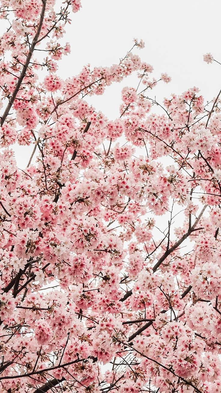 Spring iPhone 桌布 壁紙 — 一層茂密的淡粉紅色櫻花樹冠在蒼白的天空下盛開，深色樹枝在花瓣間交織。
