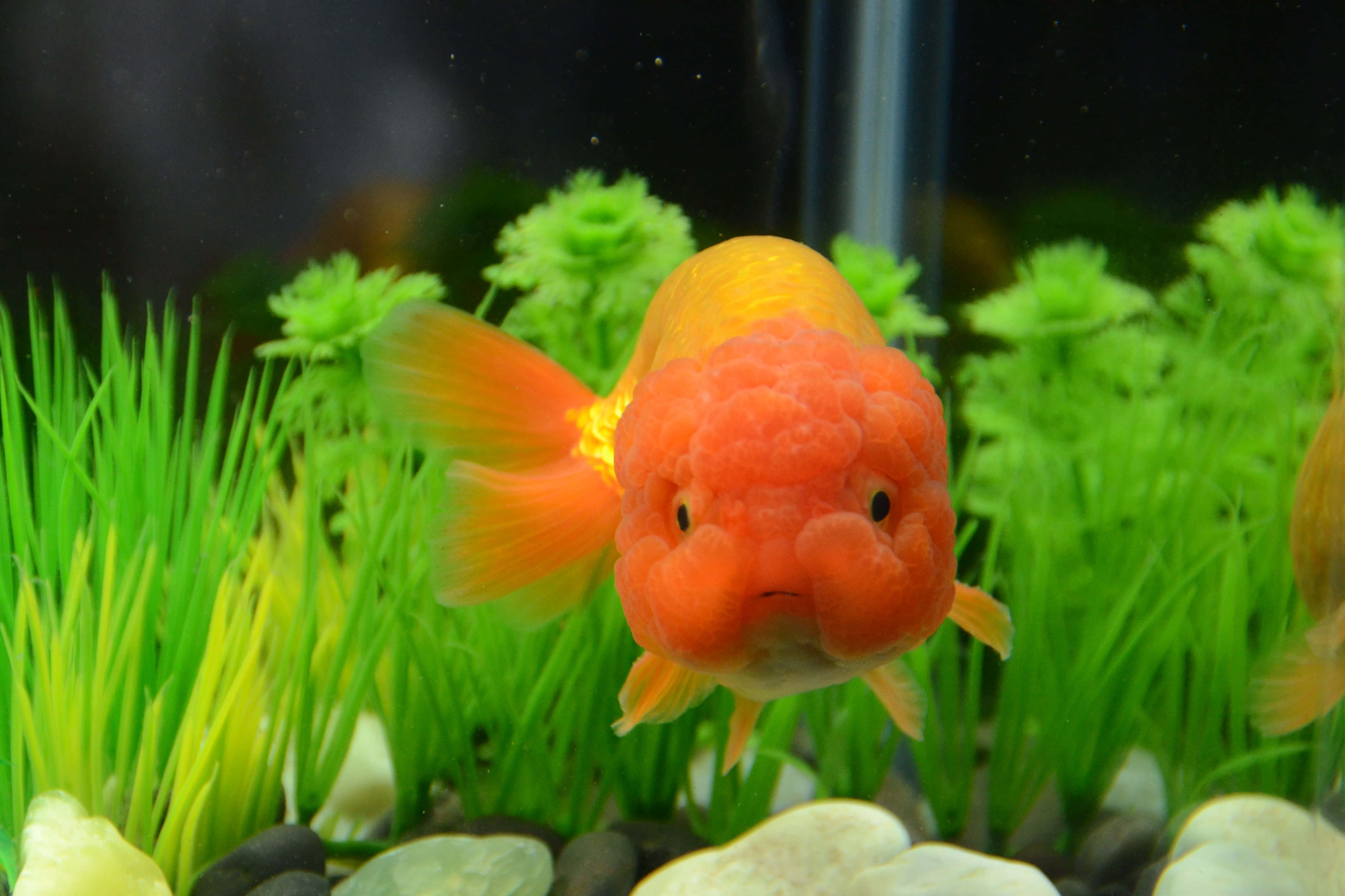 Goldfish 桌布 壁紙 — 一幀特寫，展示一條鮮豔橙色和黃色的華麗金魚，頭部呈球狀，在清澈的水族箱中靠近亮綠色人造植物游動。