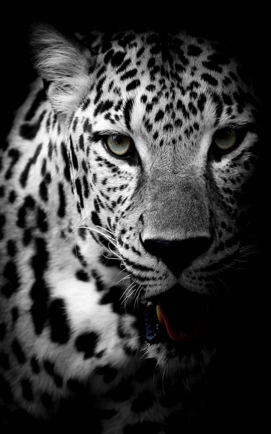 Jaguar 桌布 壁紙 — 一幀黑白特寫，捕捉豹子凌厲的眼神，張開的嘴巴濺出一抹紅色。