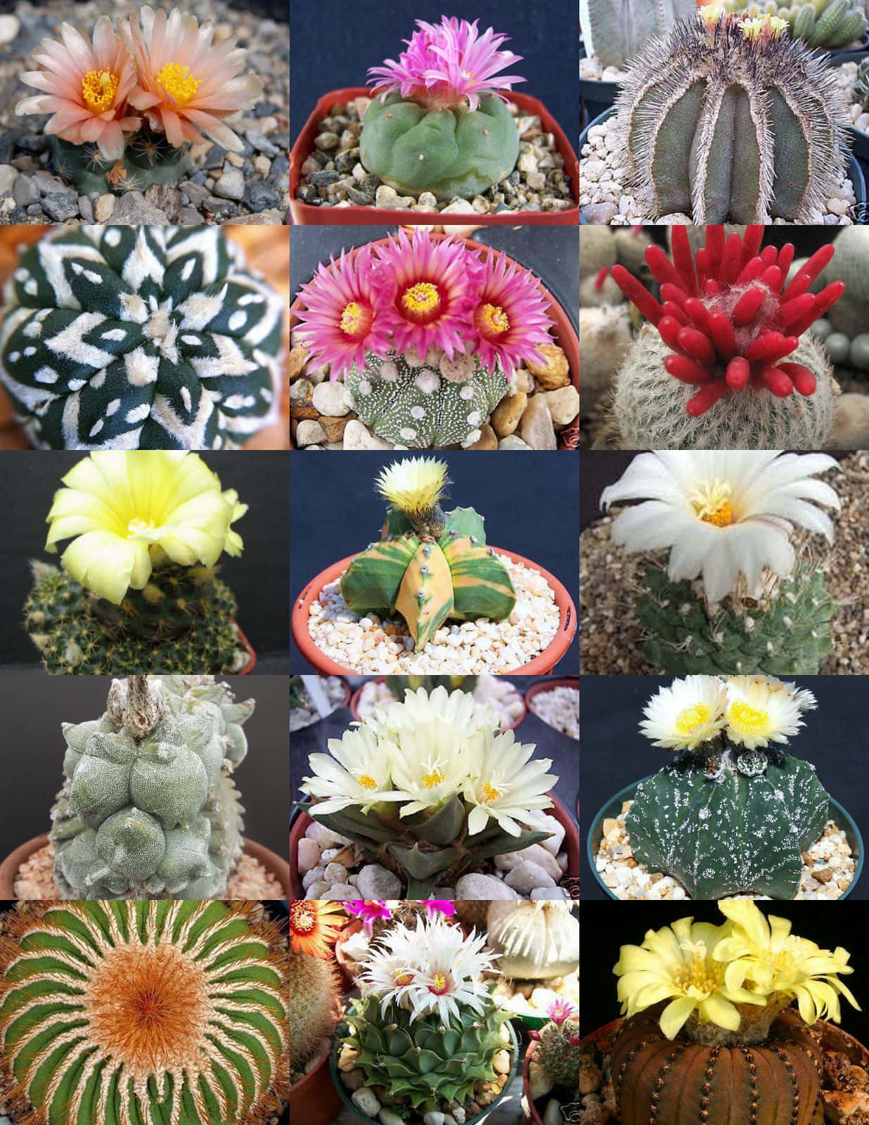 Cactus Plants 桌布 壁紙 — 一幅充滿活力的仙人掌開花拼貼畫，展示粉紅色、黃色和白色的花朵，襯托著紋理豐富的綠色莖幹和礫石。