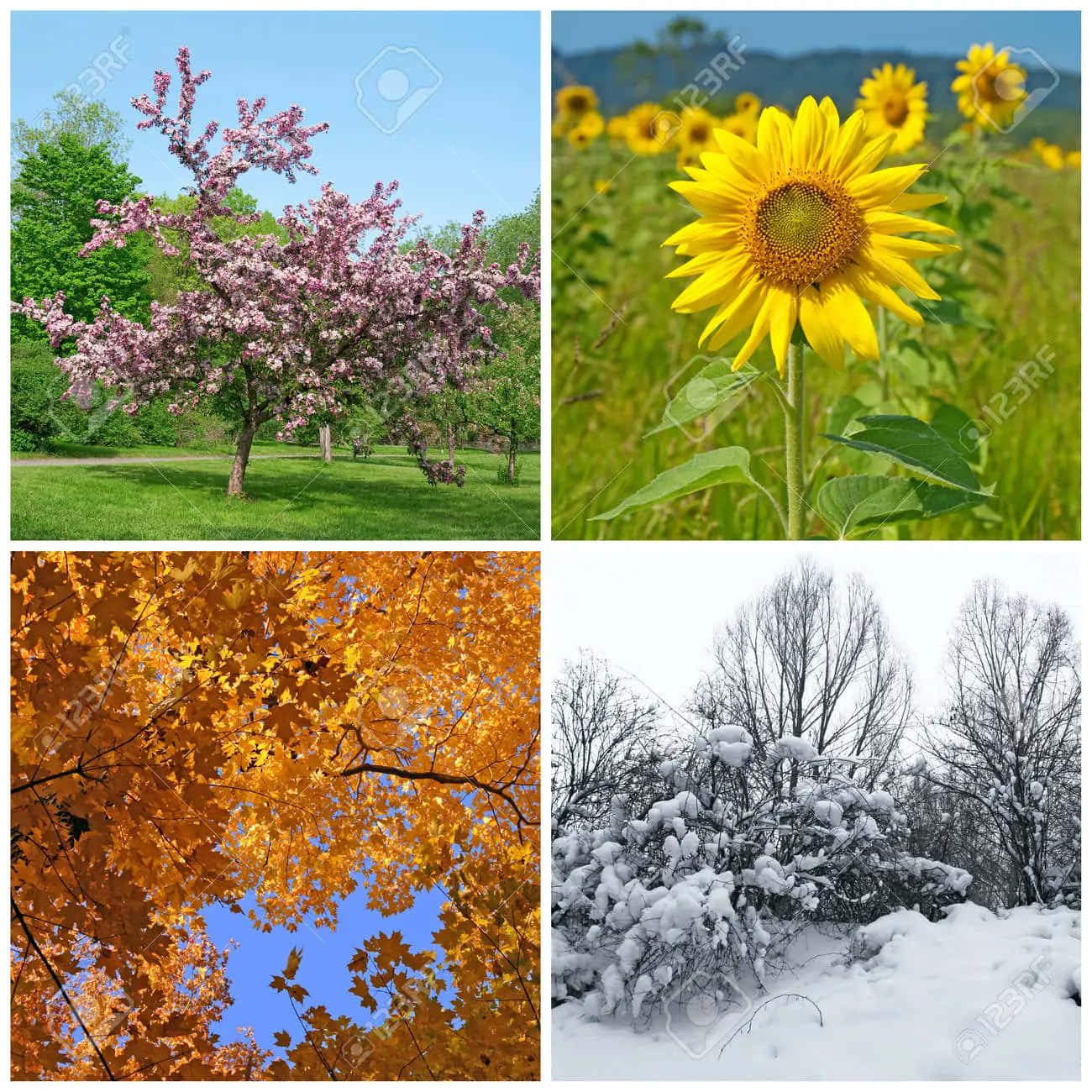 冬天 桌布 壁紙 — 一幅充滿活力的四季場景拼貼畫：春天的粉紅櫻花、夏天的向日葵田、藍天下的金色秋葉和冬天的積雪樹枝。