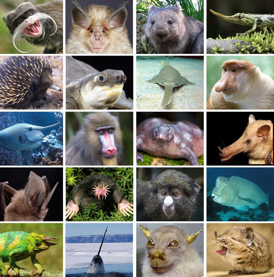 Weird Animal 桌布 壁紙 — 一幅充滿活力的拼貼畫，包含16種獨特而奇異的動物，包括蝙蝠、猴子、青蛙和魚類，每種都以生動的細節捕捉。