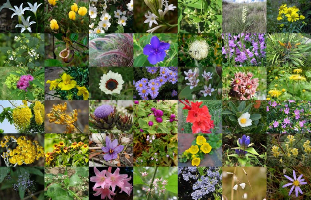 Fall Flowers 桌布 壁紙 — 一幅充滿活力的拼貼畫，展現了各種野花在不同自然環境中盛開的景象。