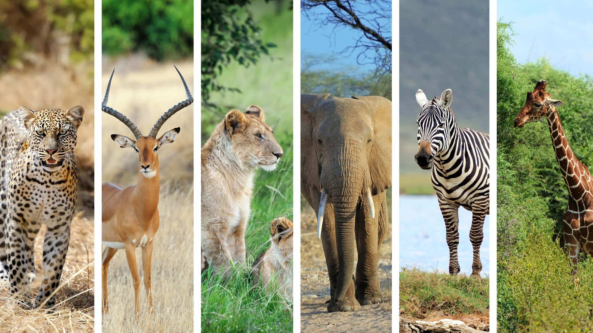 六種非洲動物，包括豹、羚羊、獅子、大象、斑馬和長頸鹿，在自然棲息地中。 — 4K 壁紙