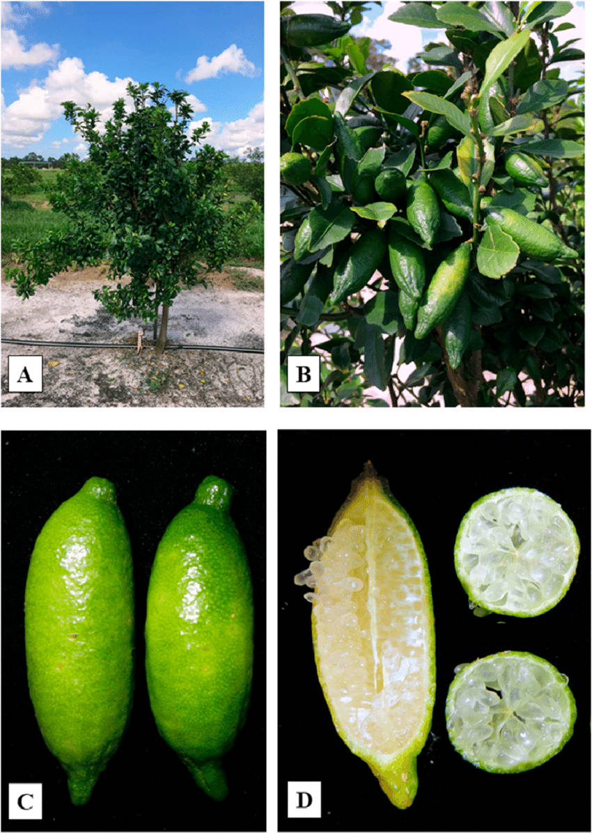 Fruits 桌布 壁紙 — 一幅充滿活力的拼貼畫，展示陽光田野中的萊姆樹、樹枝上的萊姆特寫、黑色背景上的完整萊姆，以及切片萊姆露出多汁果肉。