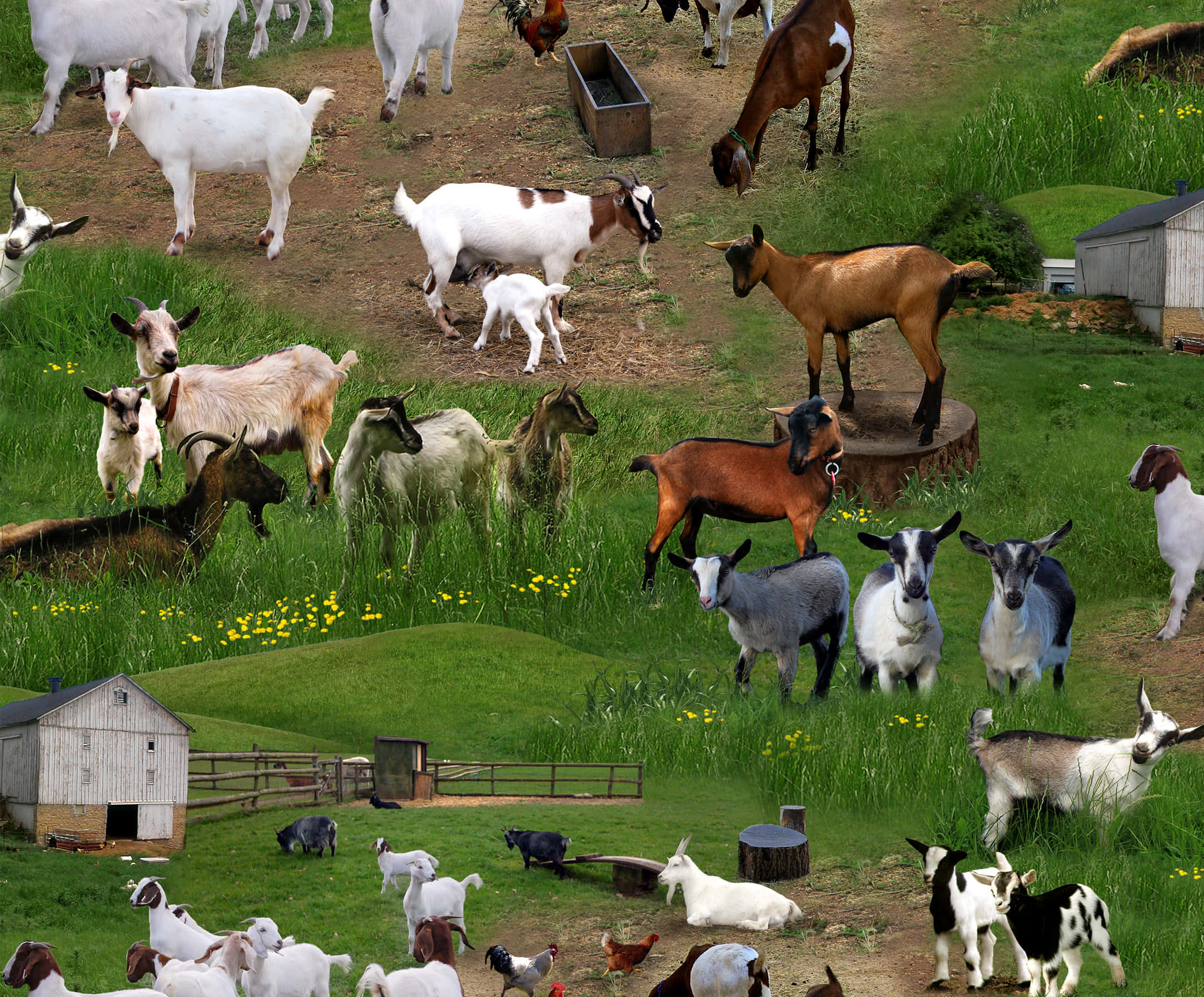 farm animals 桌布 壁紙 — 一幅充滿活力的拼貼畫，描繪了各種山羊在點綴著黃色花朵和質樸農舍建築的茂盛綠色牧場上吃草和休息。