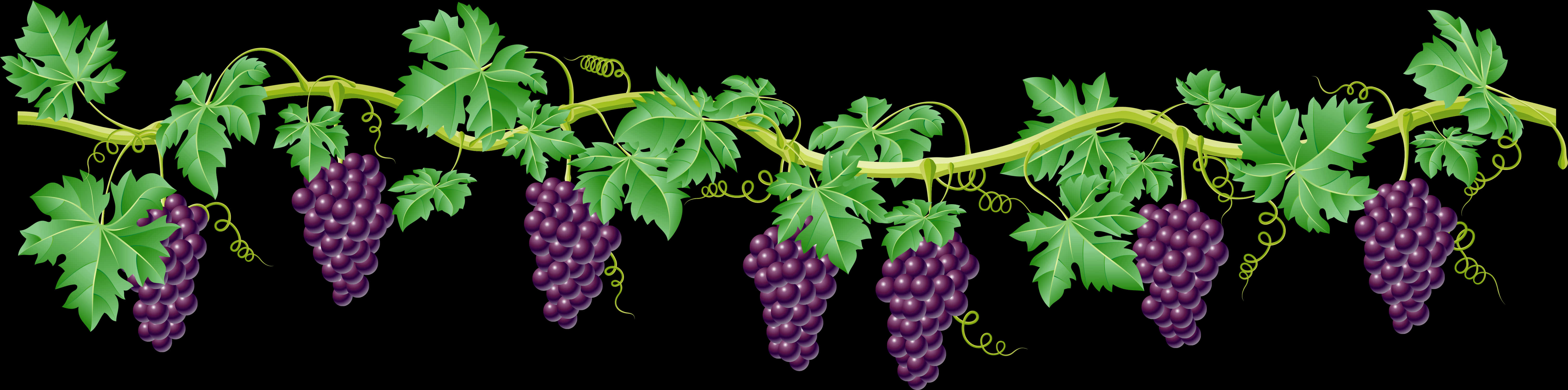 Vines 桌布 壁紙 — 一幅充滿活力的數位插圖，描繪了葡萄藤，帶有茂盛的綠葉和成串的成熟紫色葡萄，水平纏繞。