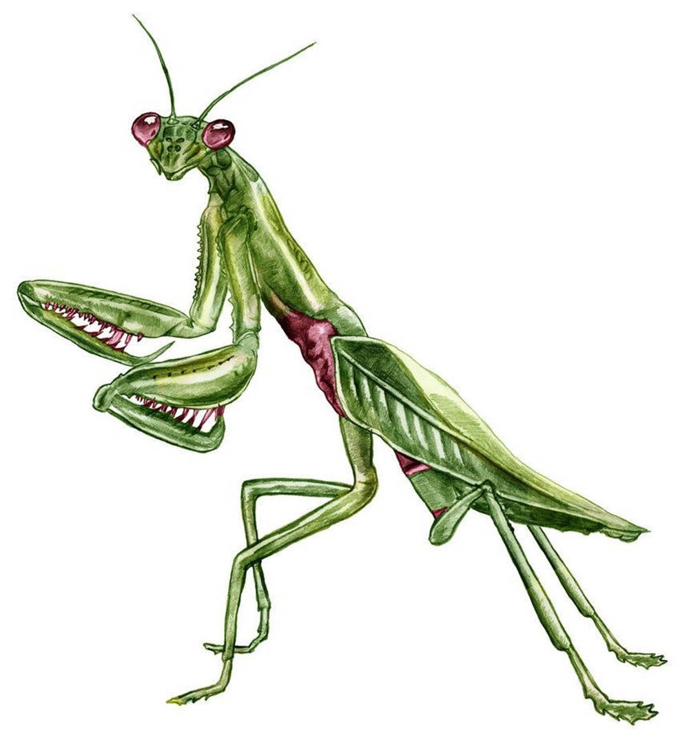 動物 桌布 壁紙 — 一幅充滿活力的水彩插圖，描繪了一隻綠色螳螂，擁有引人注目的紅色眼睛和精細的葉狀翅膀。