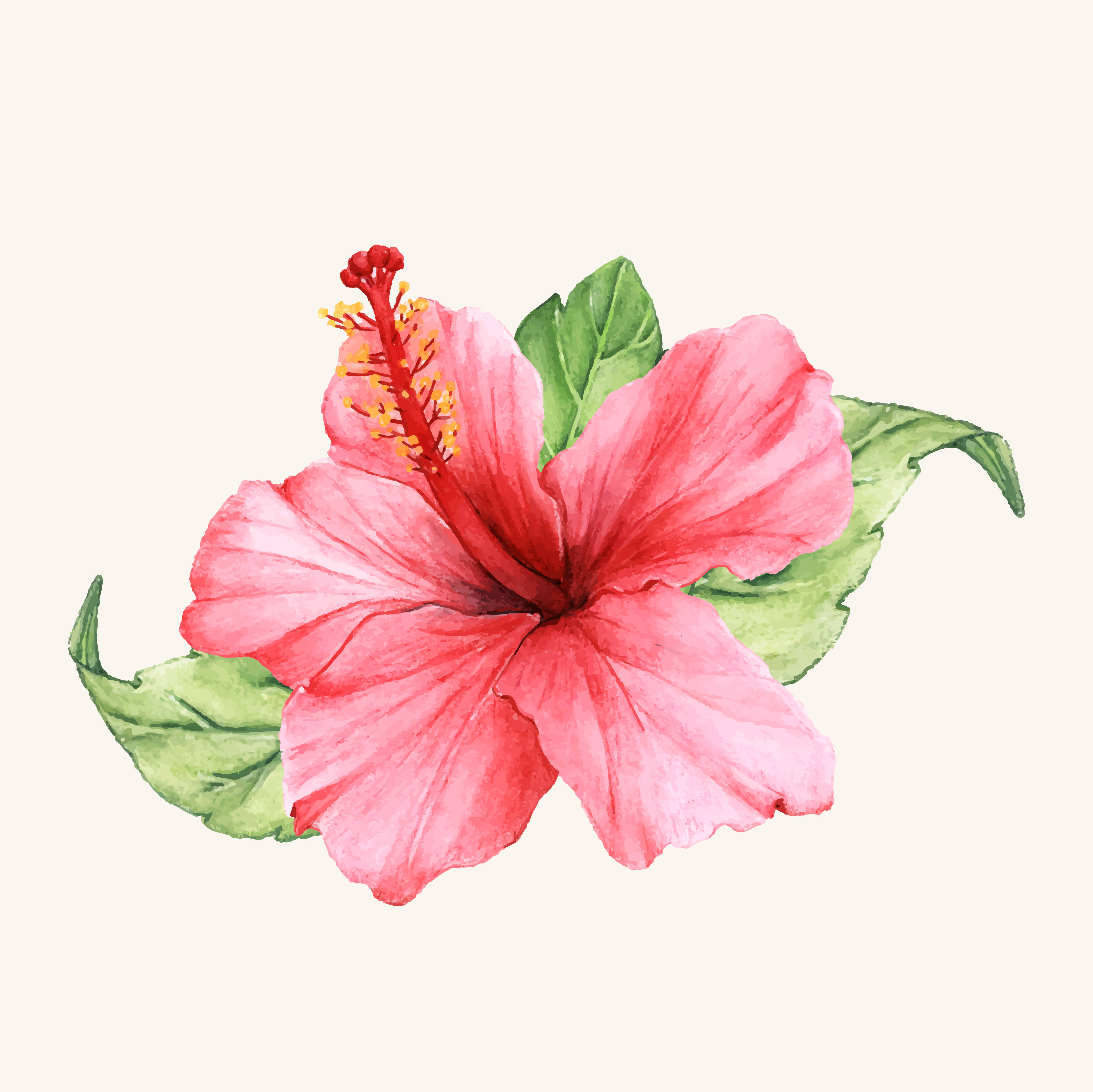 Hibiscus 桌布 壁紙 — 一幅充滿活力的水彩木芙蓉花，粉紅色花瓣和綠色葉子，襯托在柔和的奶油色背景上。