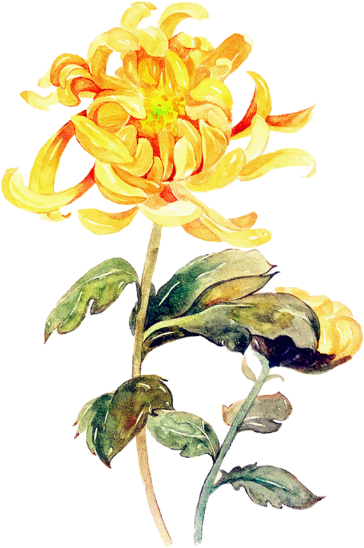 菊花 桌布 壁紙 — 一幅充滿活力的水彩菊花，金色花瓣和綠色葉子，在純黑背景上格外突出。