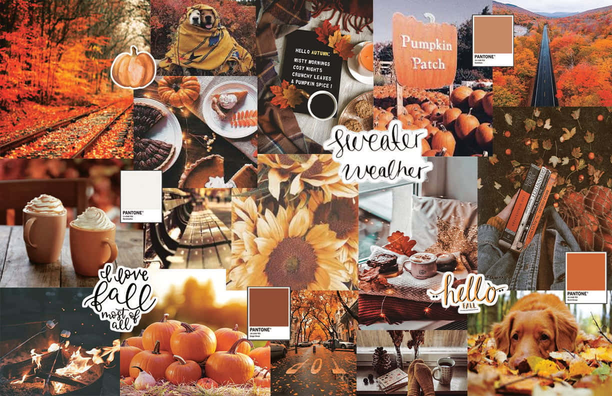 Cute Autumn 桌布 壁紙 — 一幅充滿活力的秋季拼貼畫，以南瓜、舒適的毛衣、向日葵和熱飲為特色，背景是火紅的樹葉和舒適的室內環境。